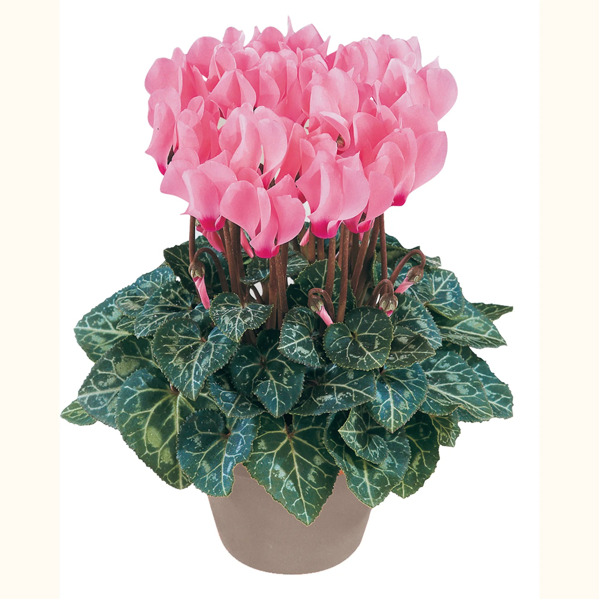 Metis® Salmon rose