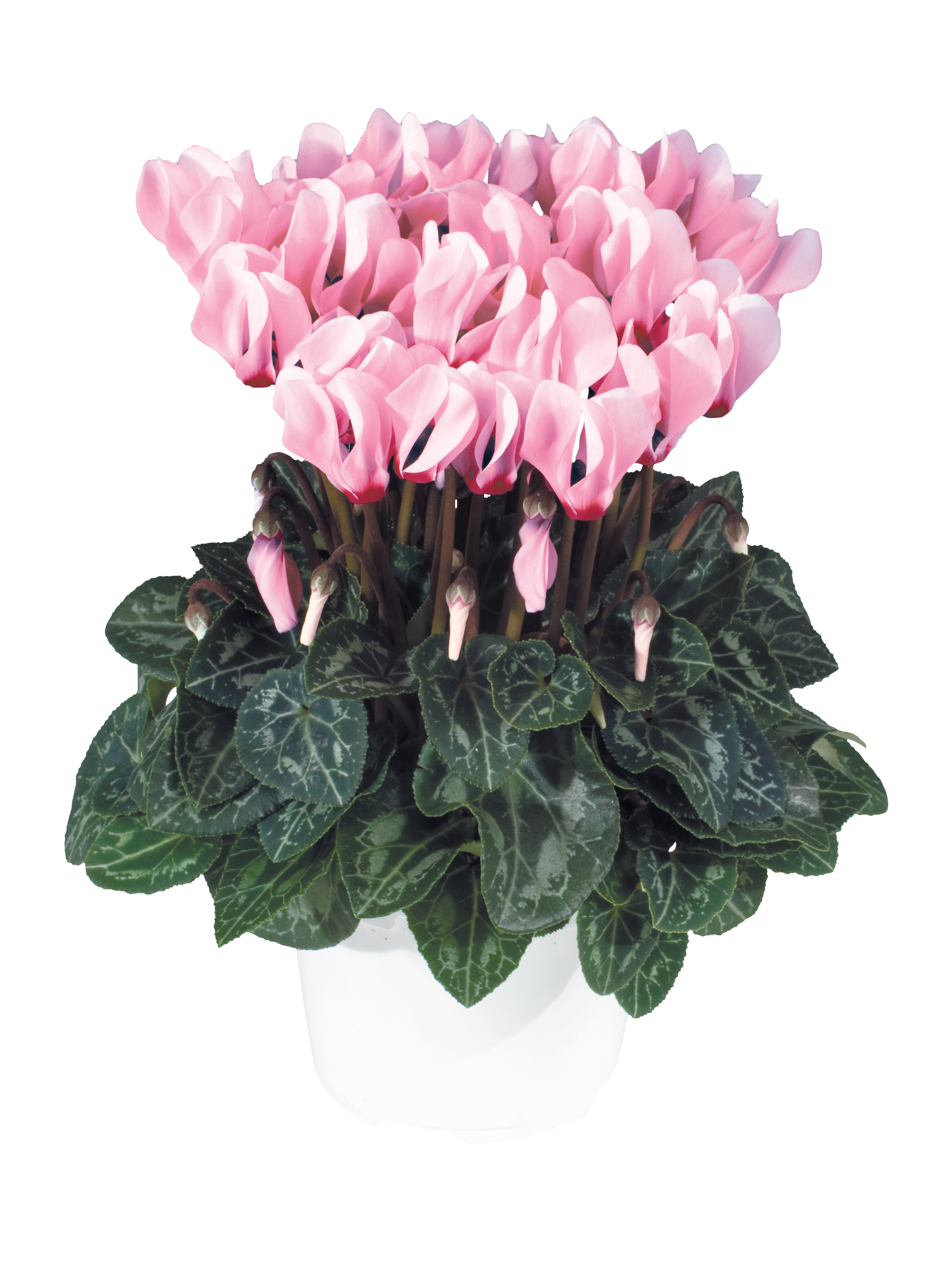 METIS® Light pink with eye