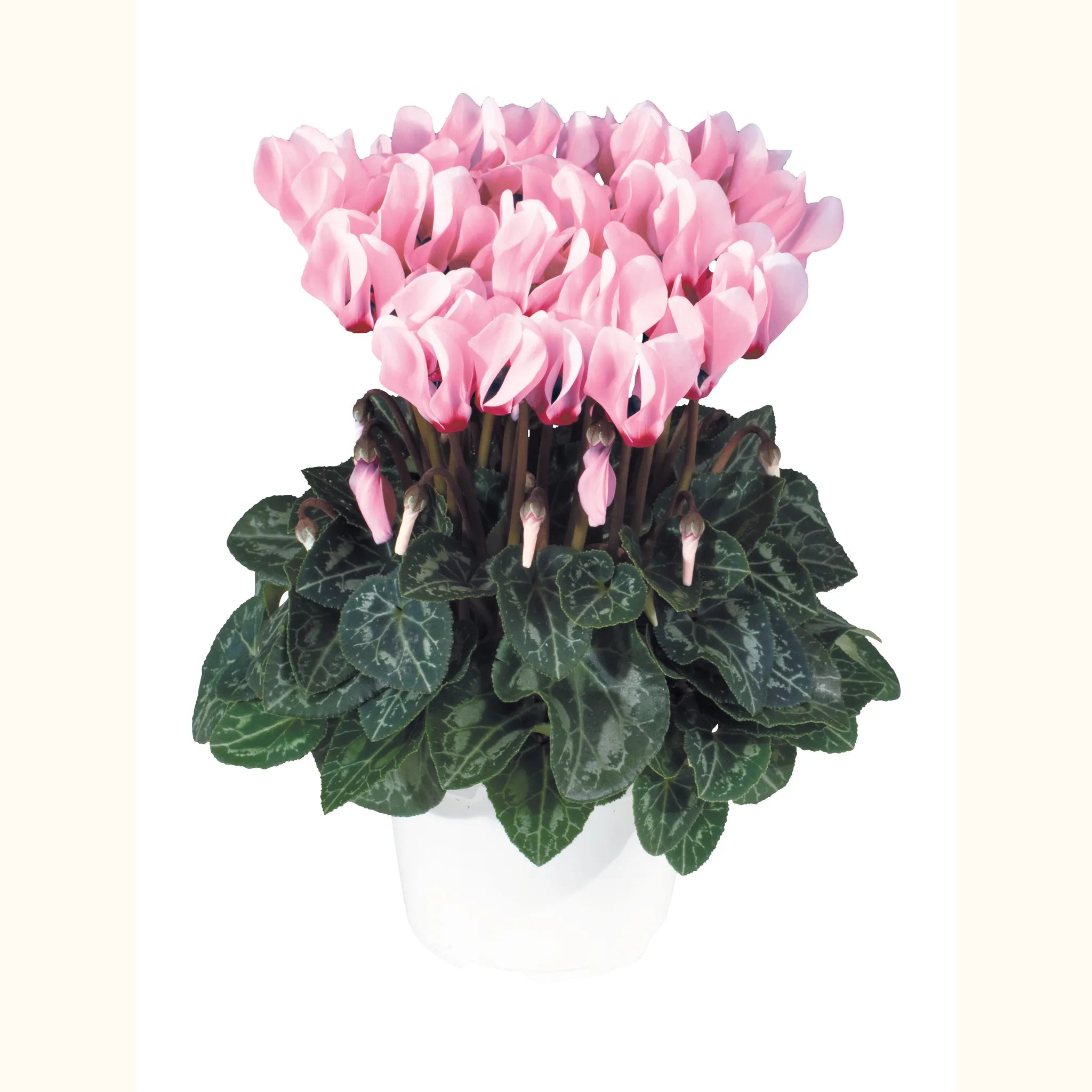 Metis® Light pink with eye