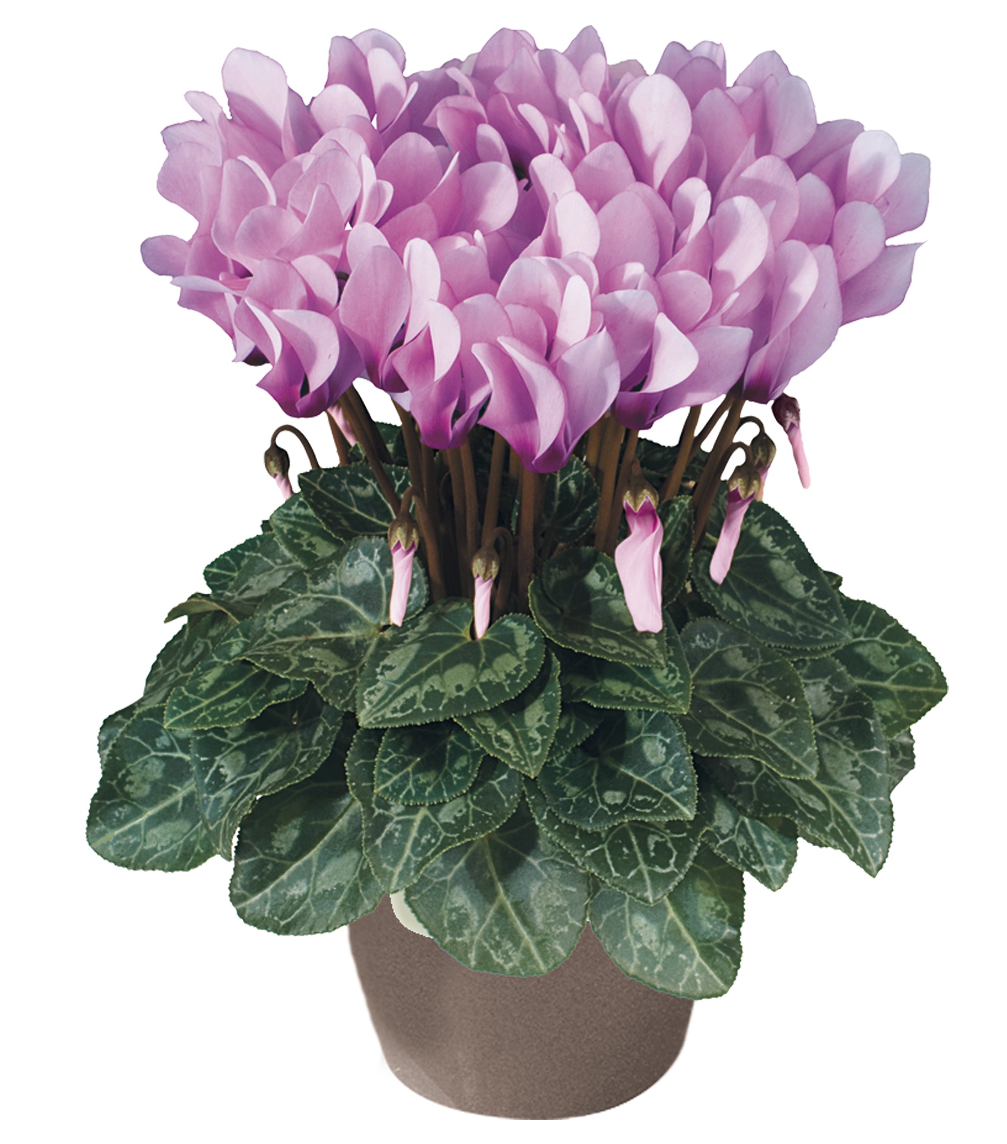METIS® Lilac shades with eye