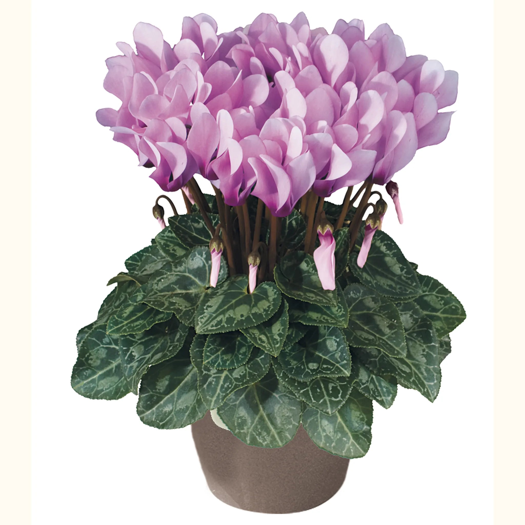 Metis® Lilac shades with eye