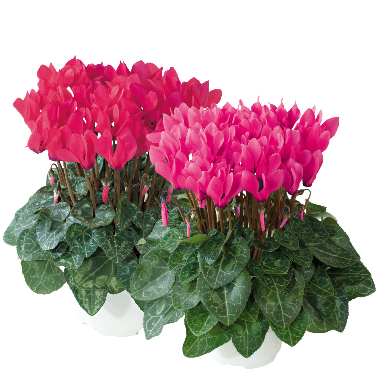 METIS® Rose shades