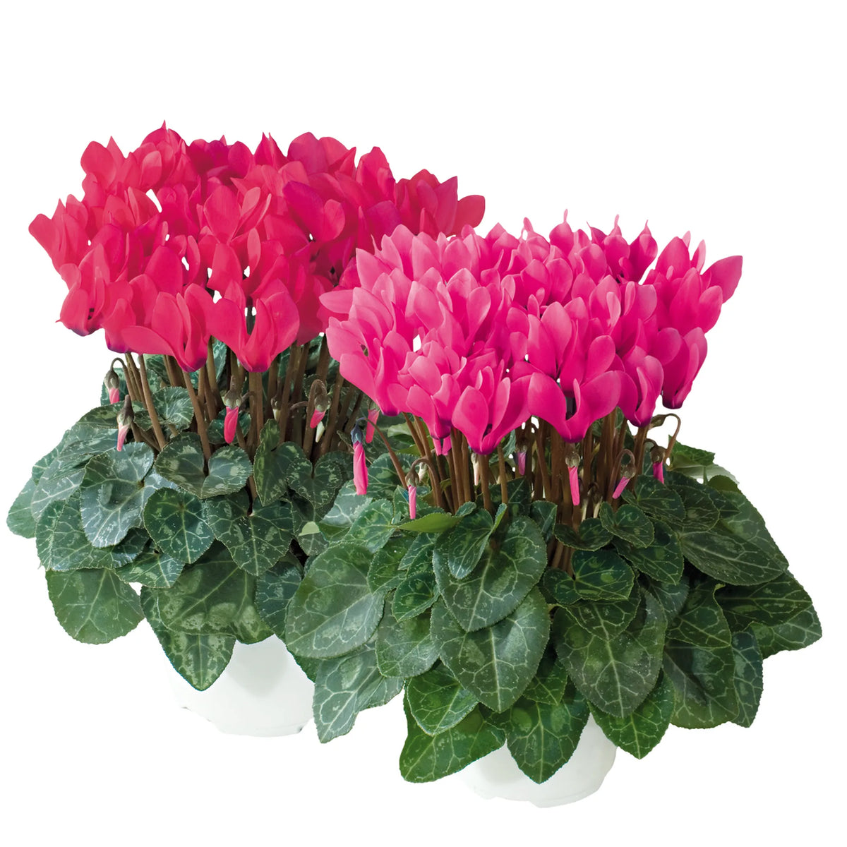 Metis® Rose shades