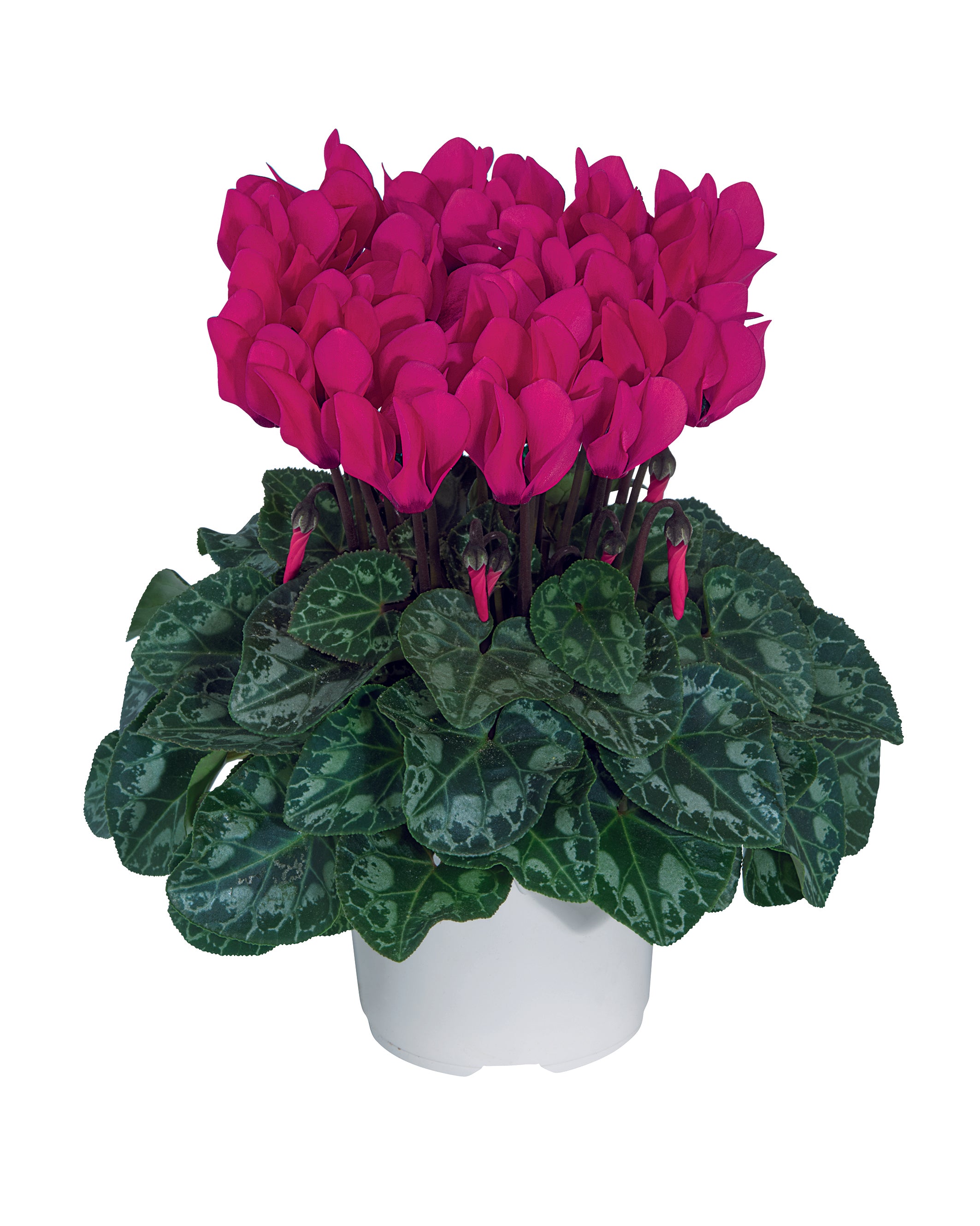 METIS® Deep rose
