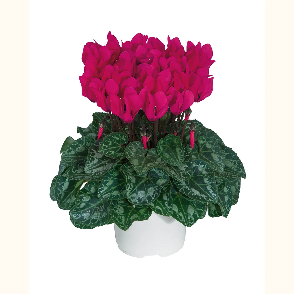 Metis® Deep rose