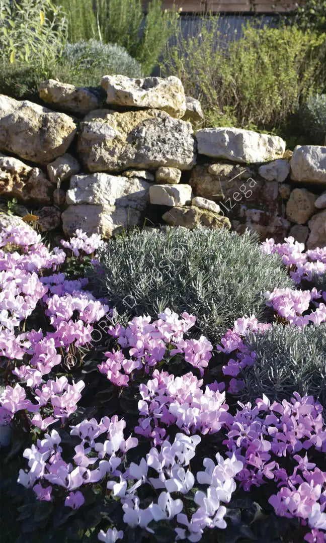 METIS® Rose Aquarel