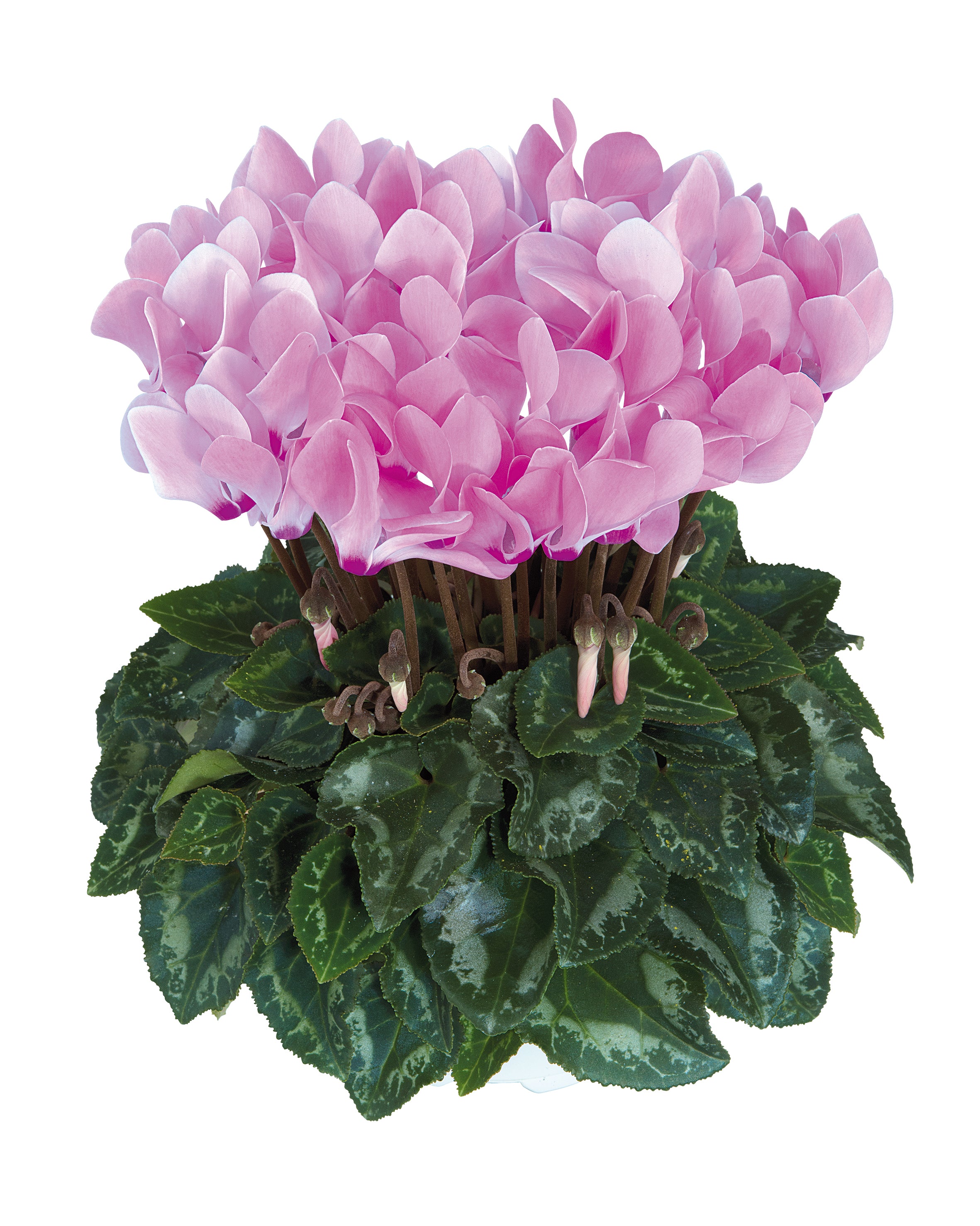 METIS® Rose Aquarel