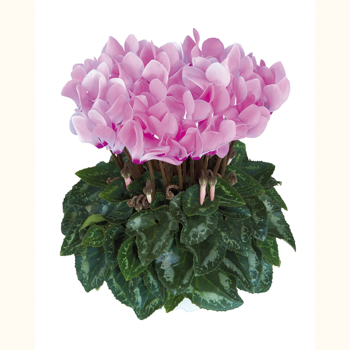 Metis® Rose Aquarel