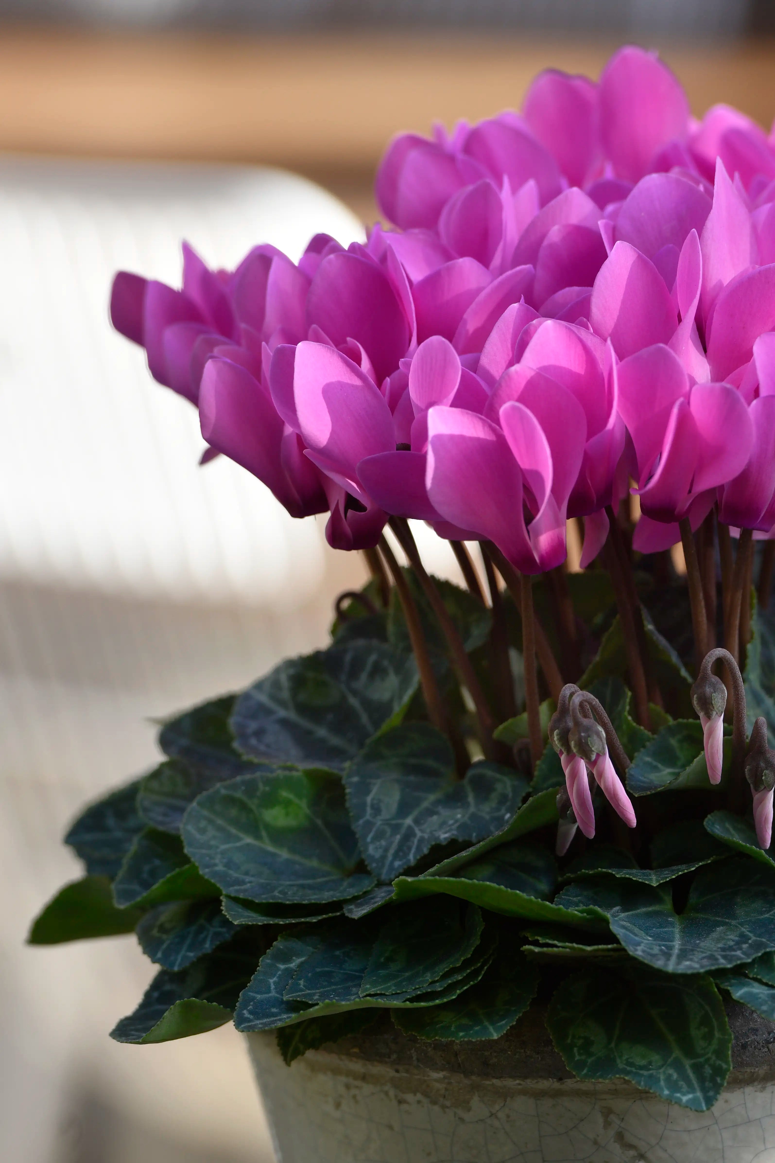 METIS® Light rose