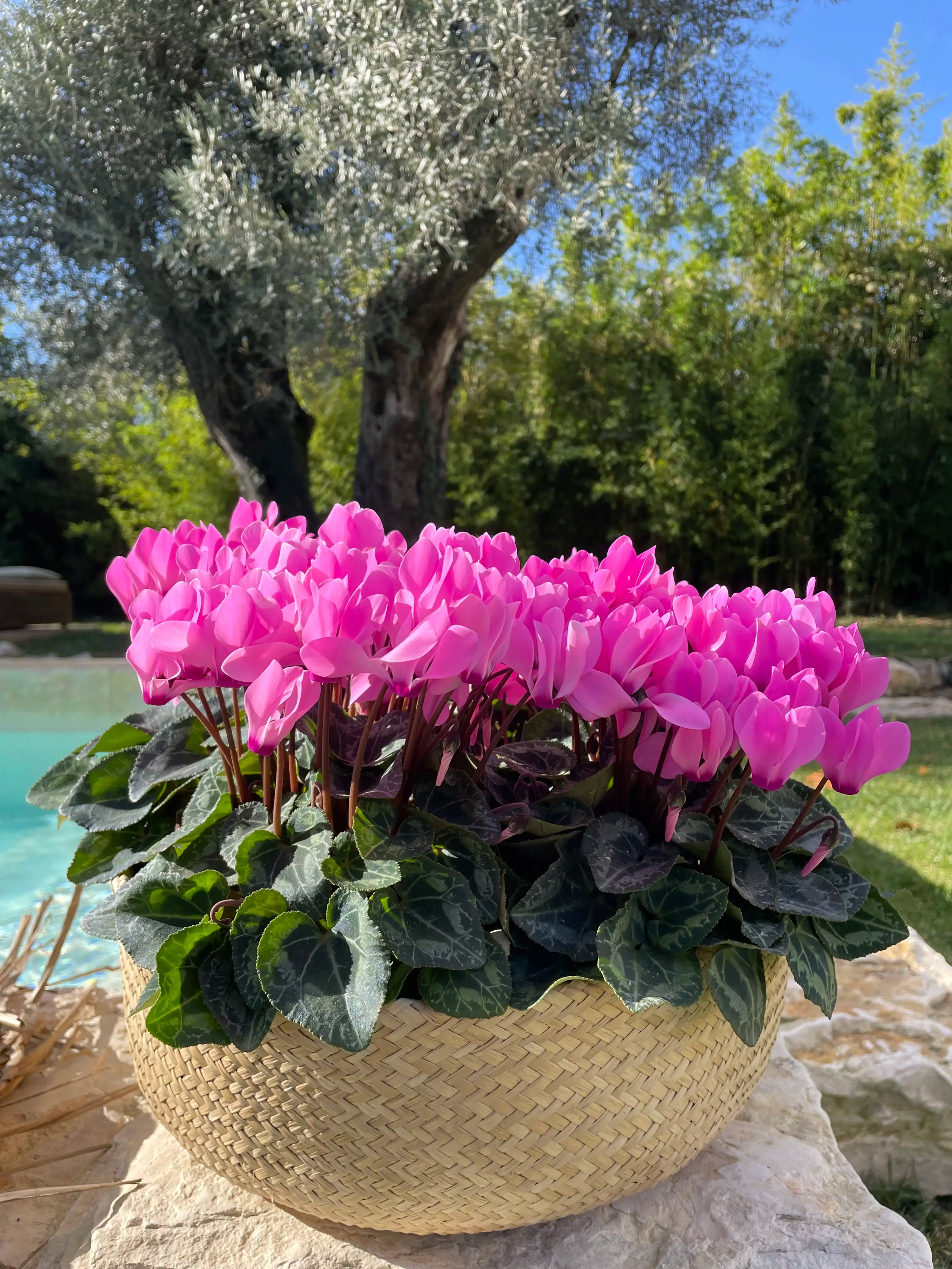 METIS® Light rose