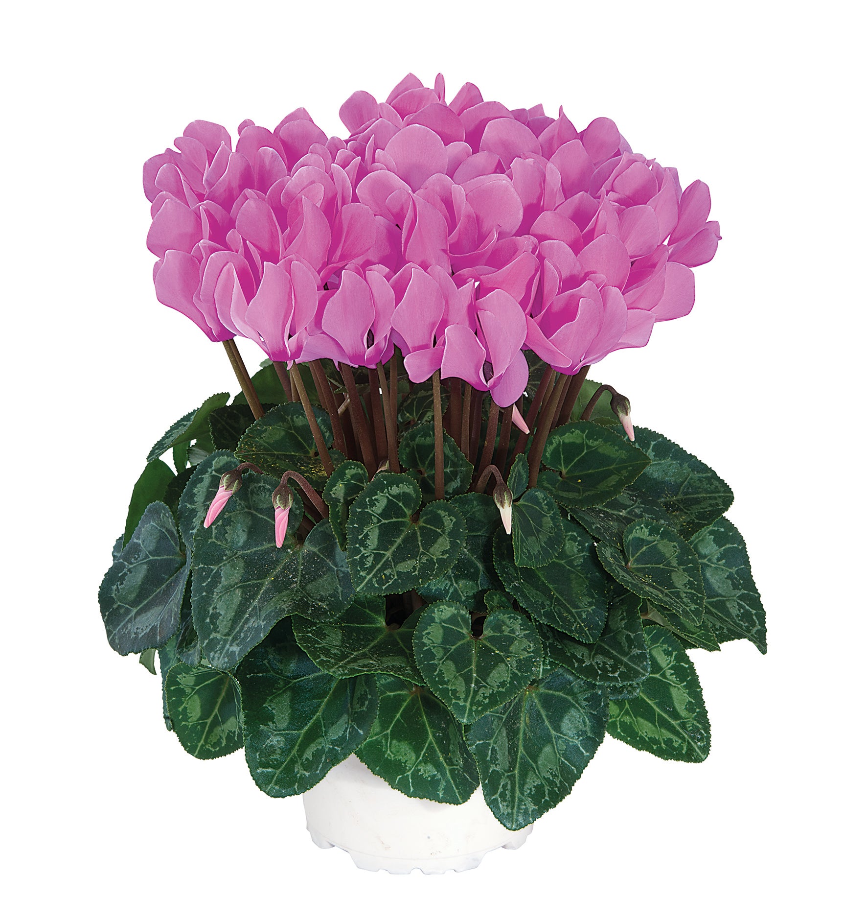 METIS® Light rose