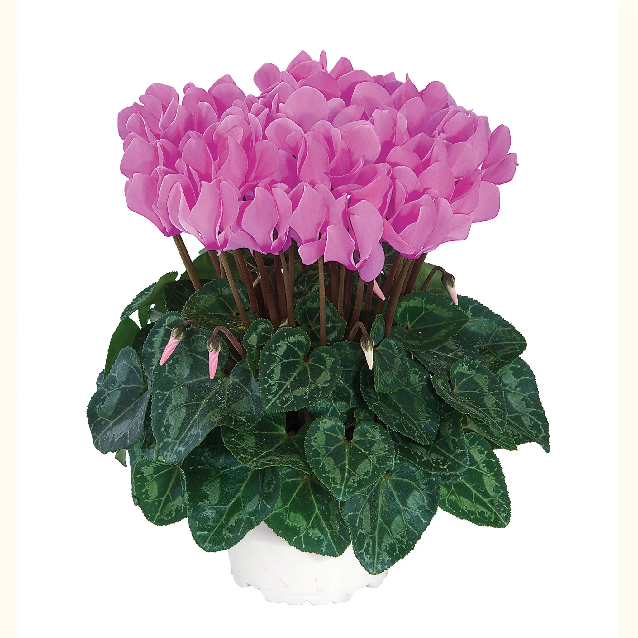 Metis® Fuchsia clair