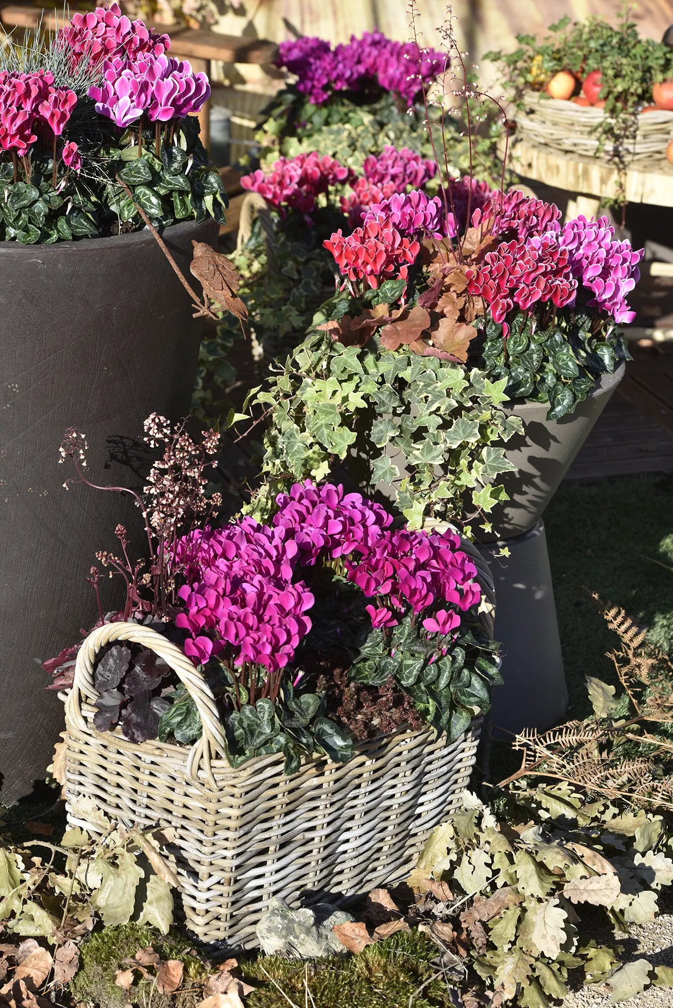 METIS® Bright purple