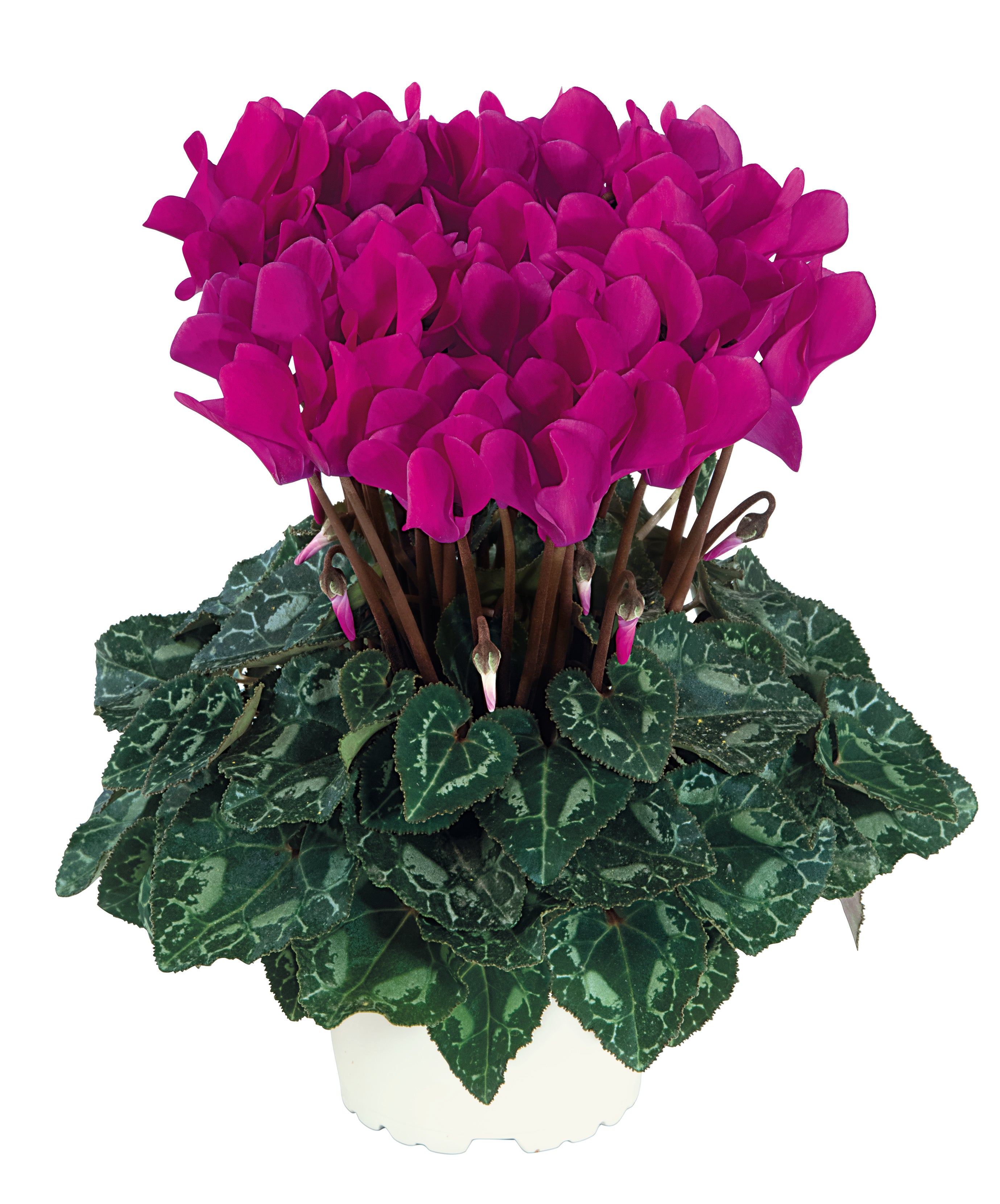 METIS® Bright purple
