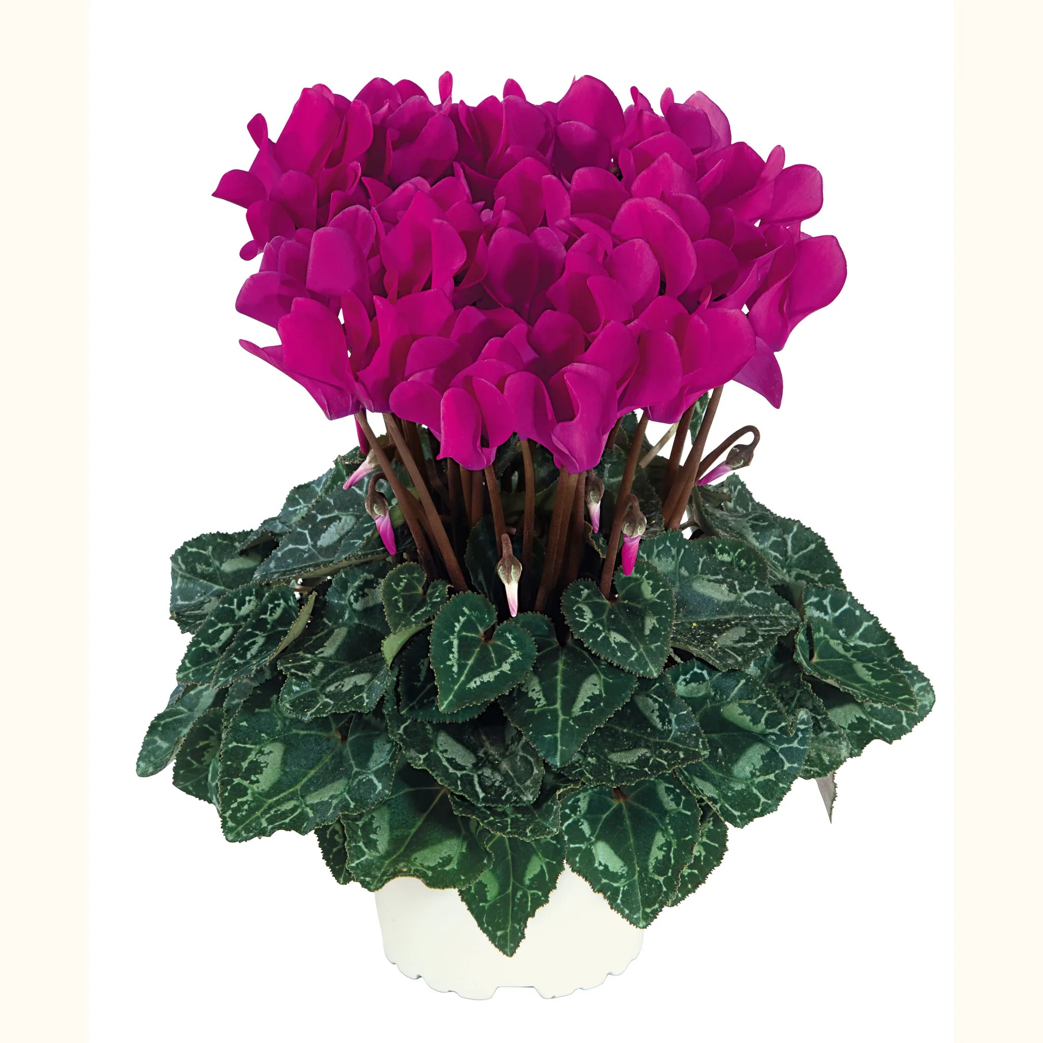 Metis® Bright purple