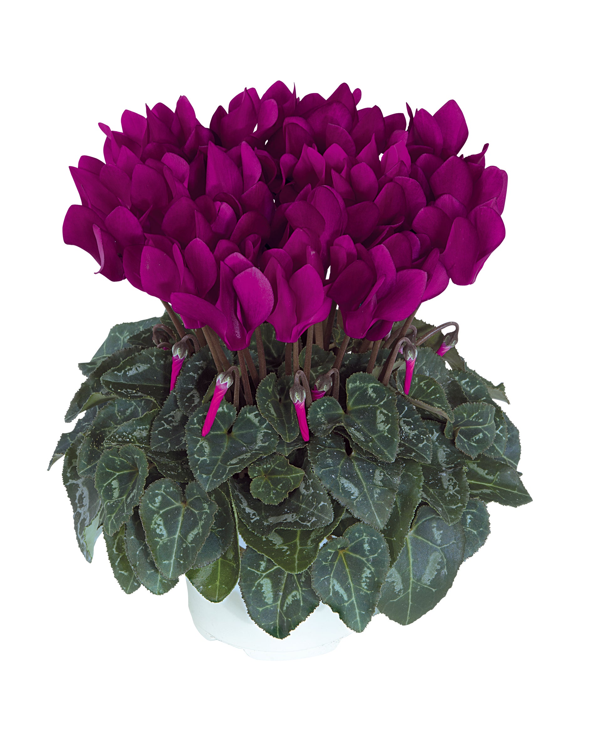 METIS® Purple