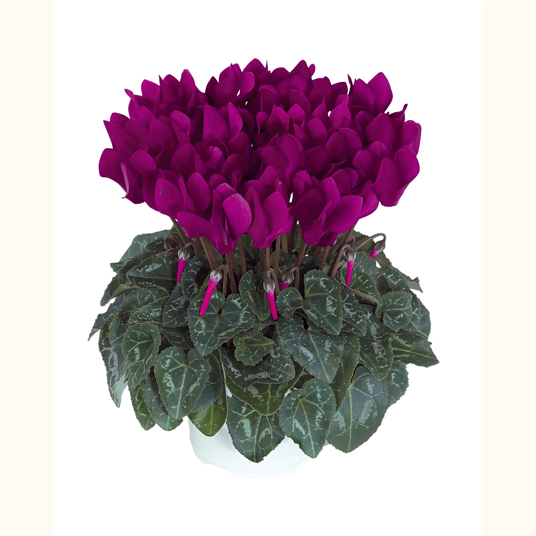 Metis® Purple