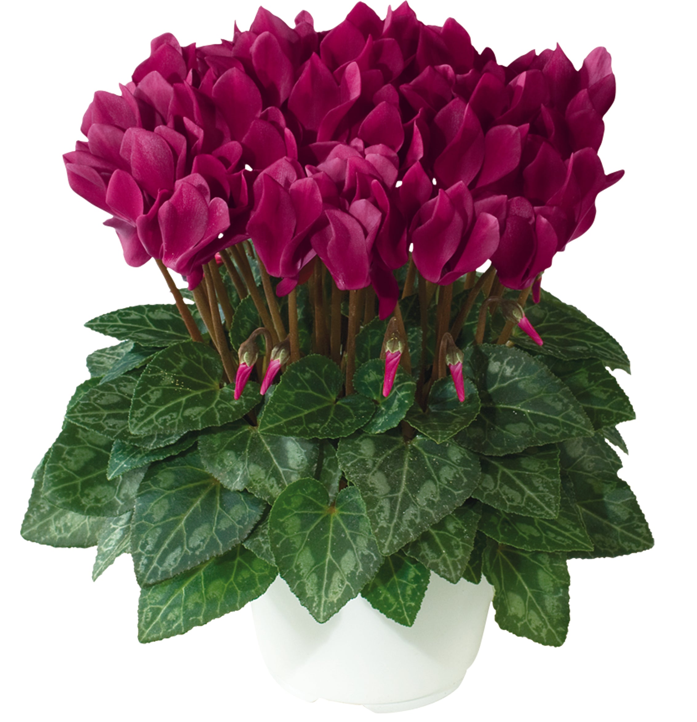 METIS® Deep magenta