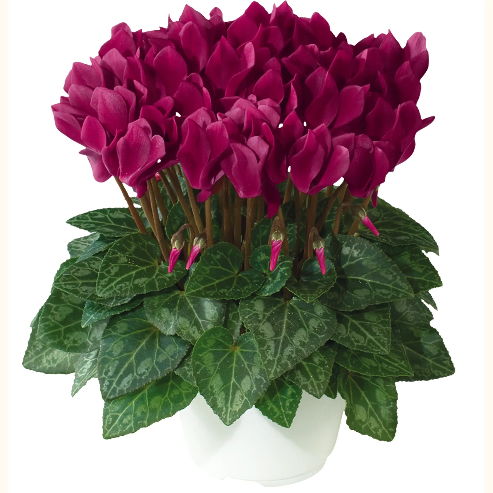 Metis® Deep magenta