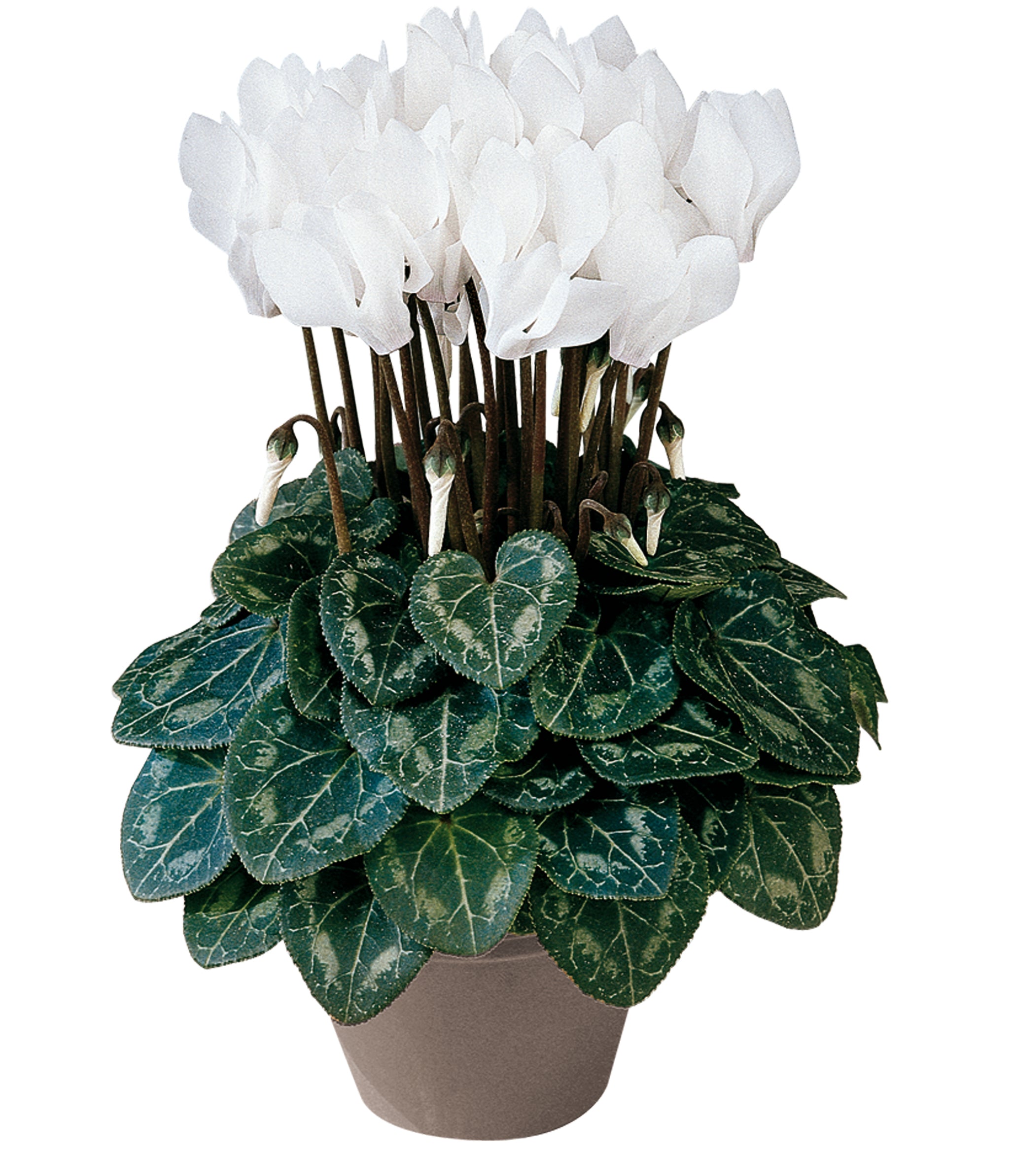 METIS® Pure white
