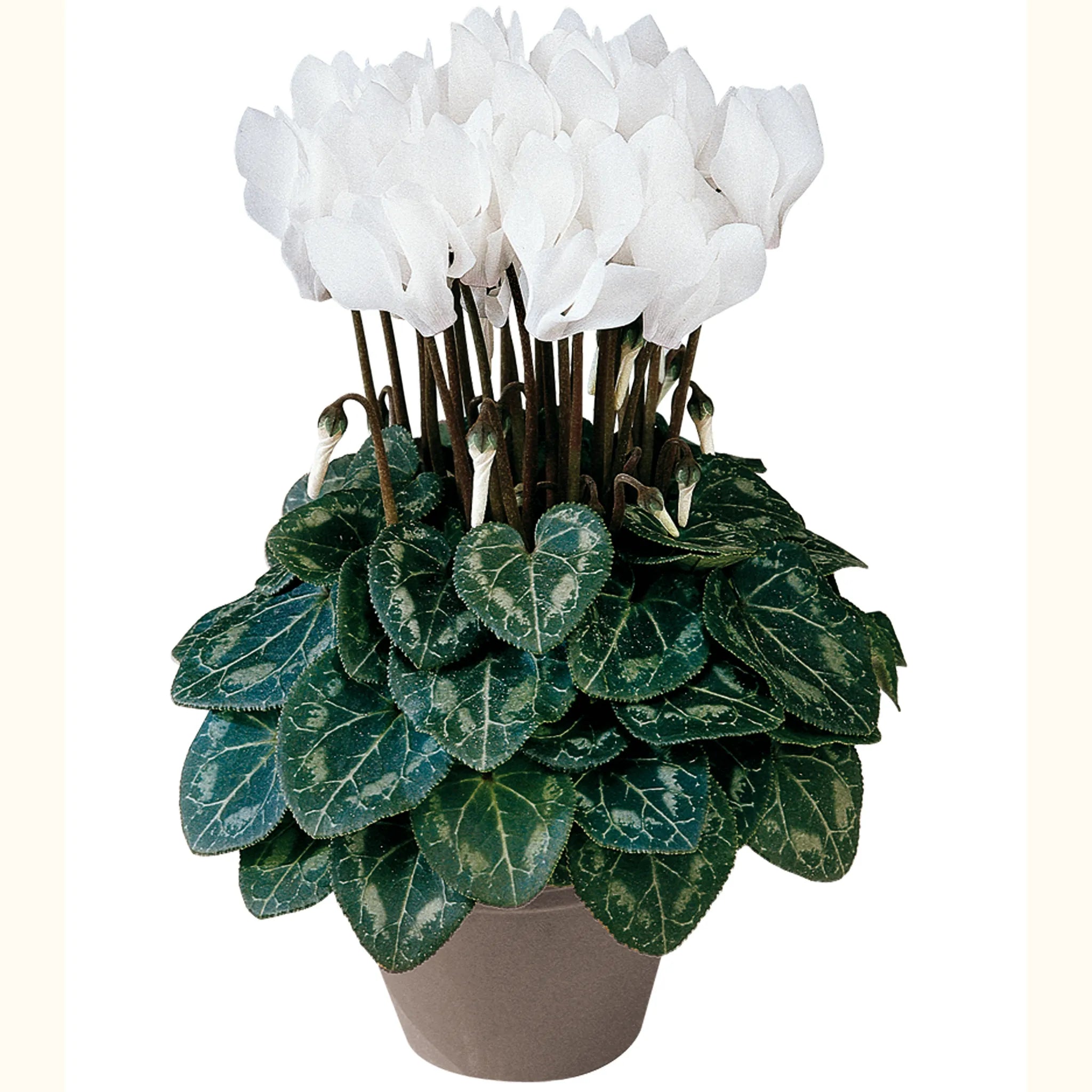 Metis® Pure white