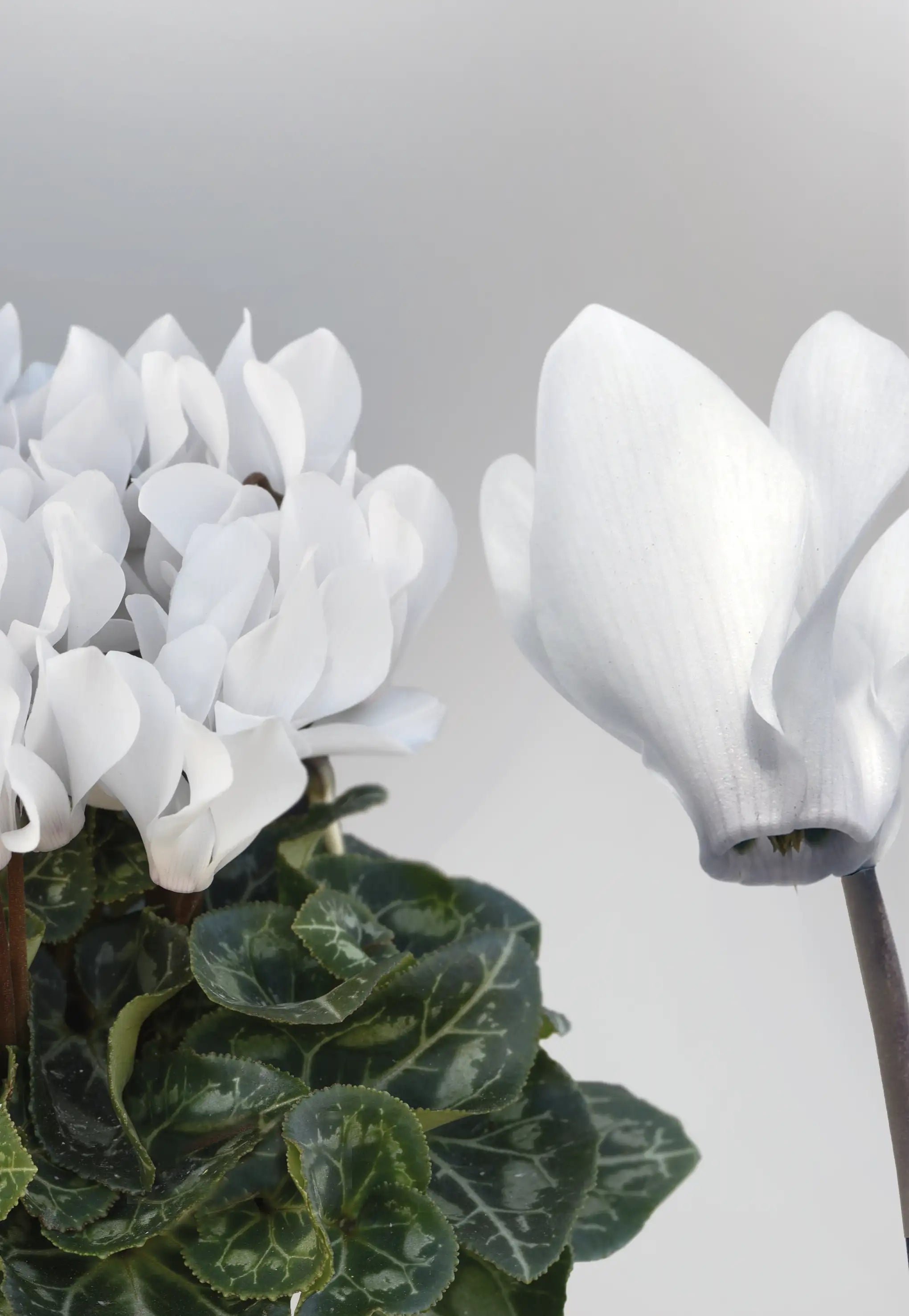METIS® White CHANTILLY