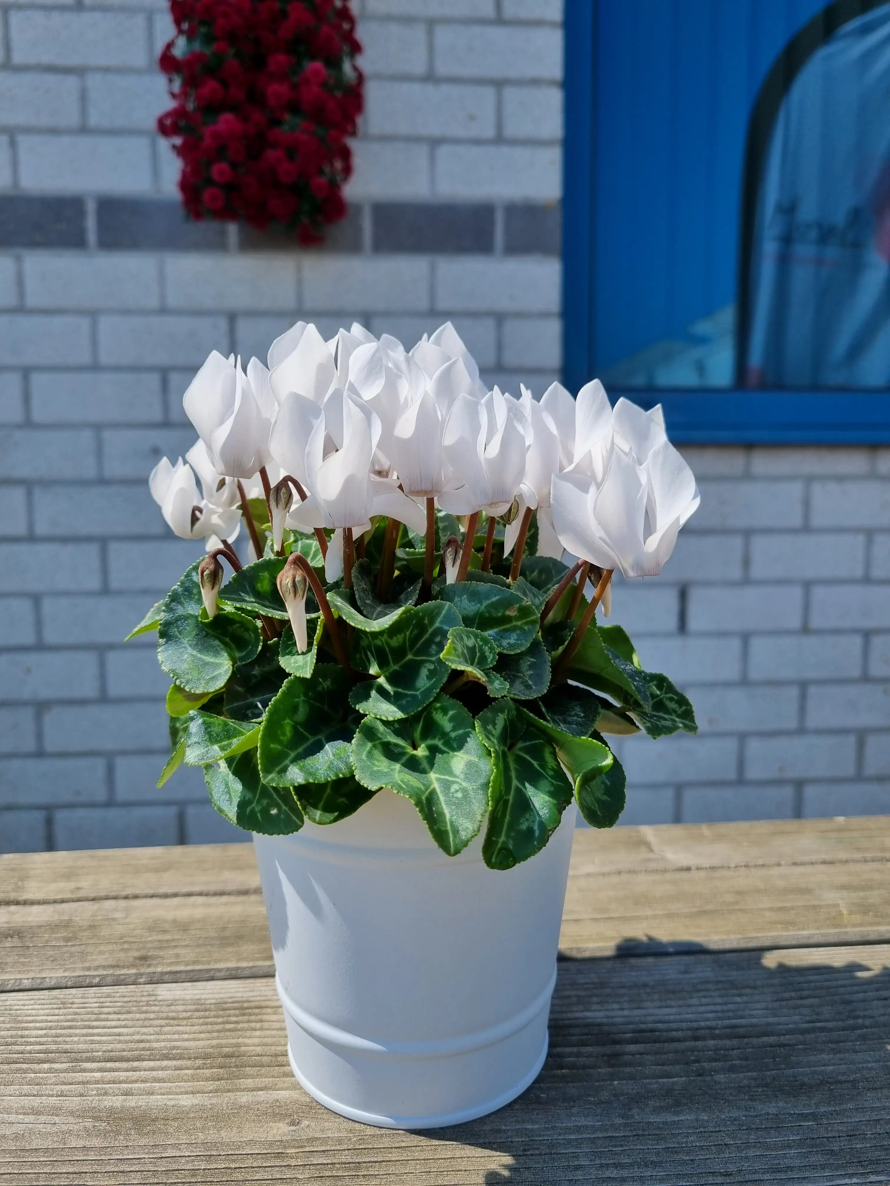 METIS® White CHANTILLY