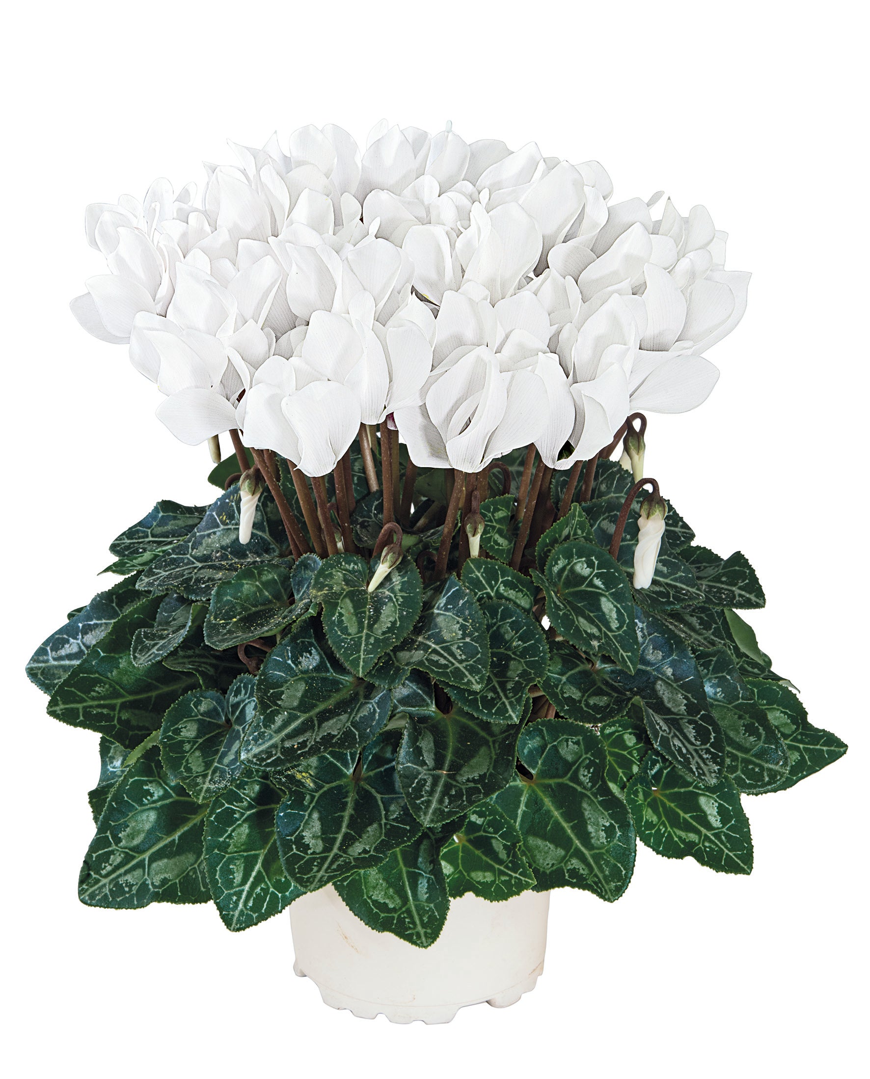 METIS® White CHANTILLY