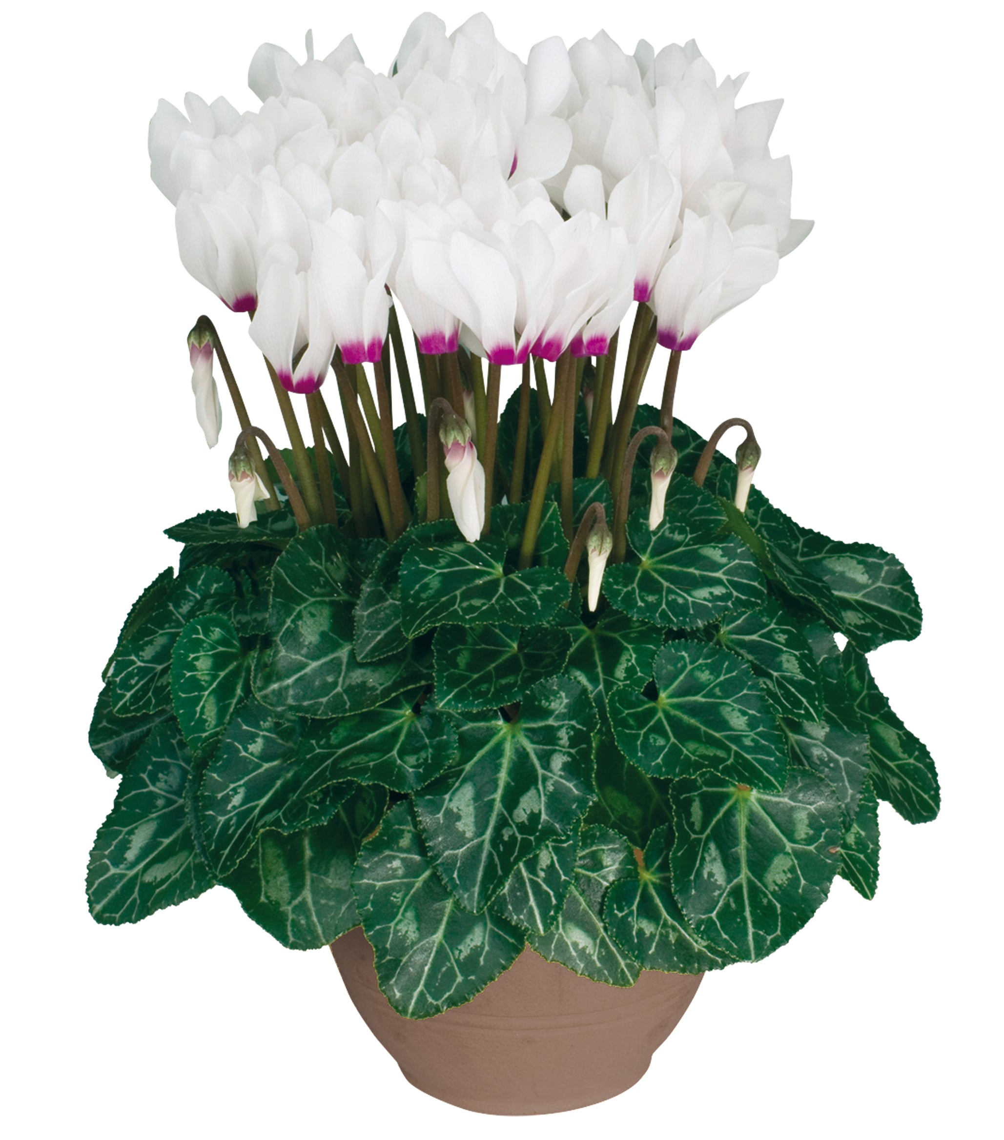 METIS® Weiss mit Auge
