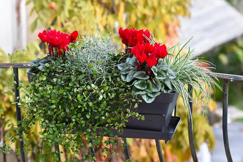 METIS® Scarlet red silverleaf