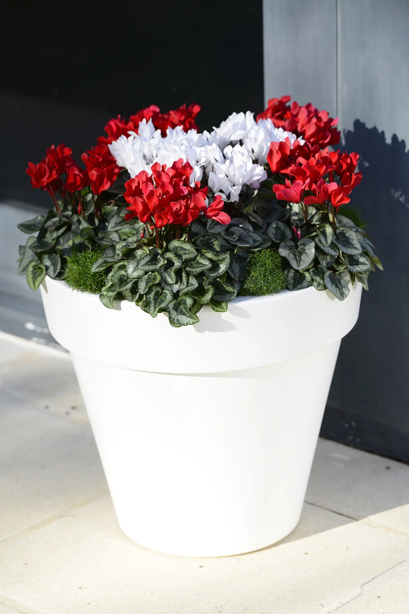 METIS® Scarlet red silverleaf