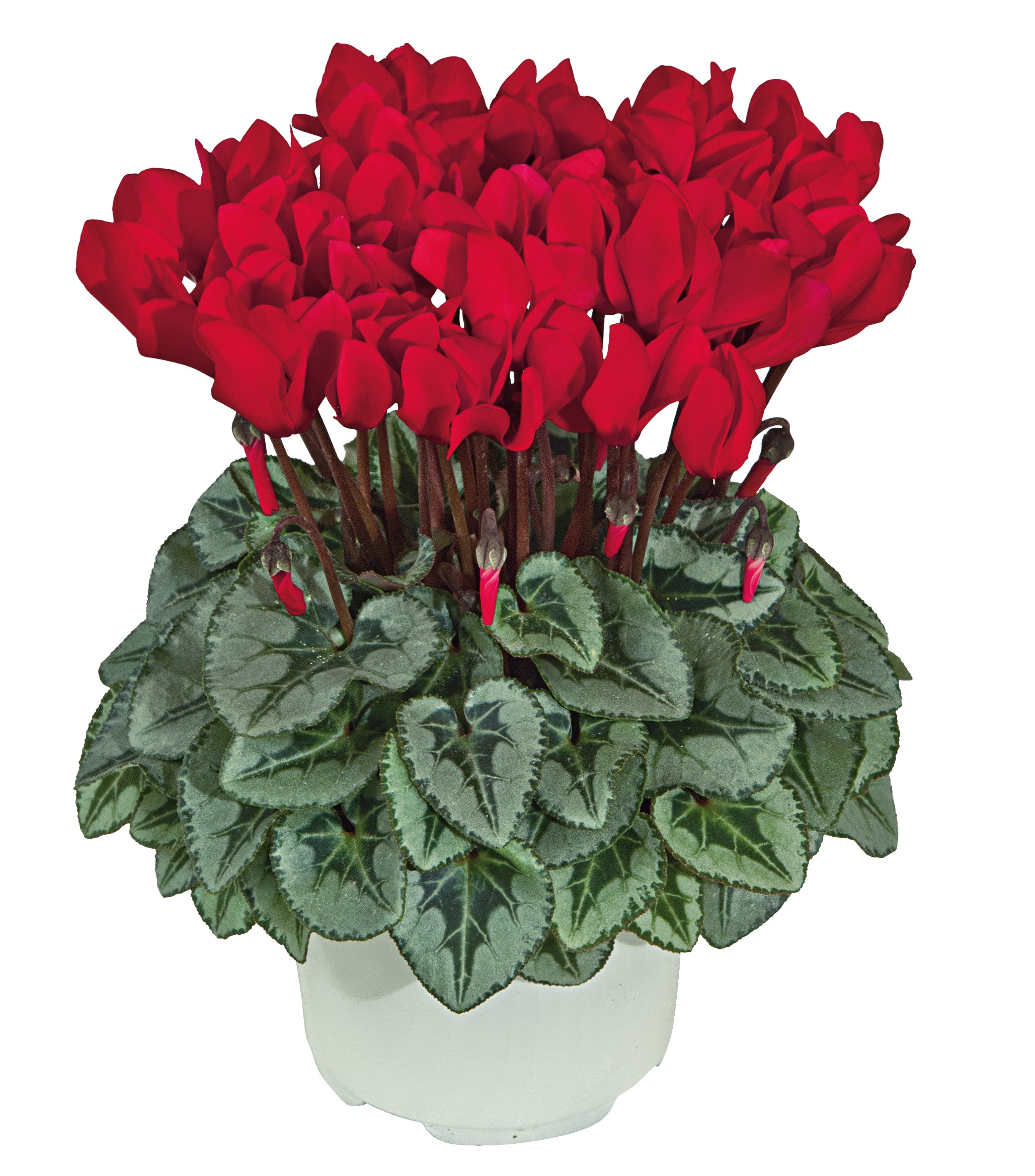 METIS® Scarlet red silverleaf