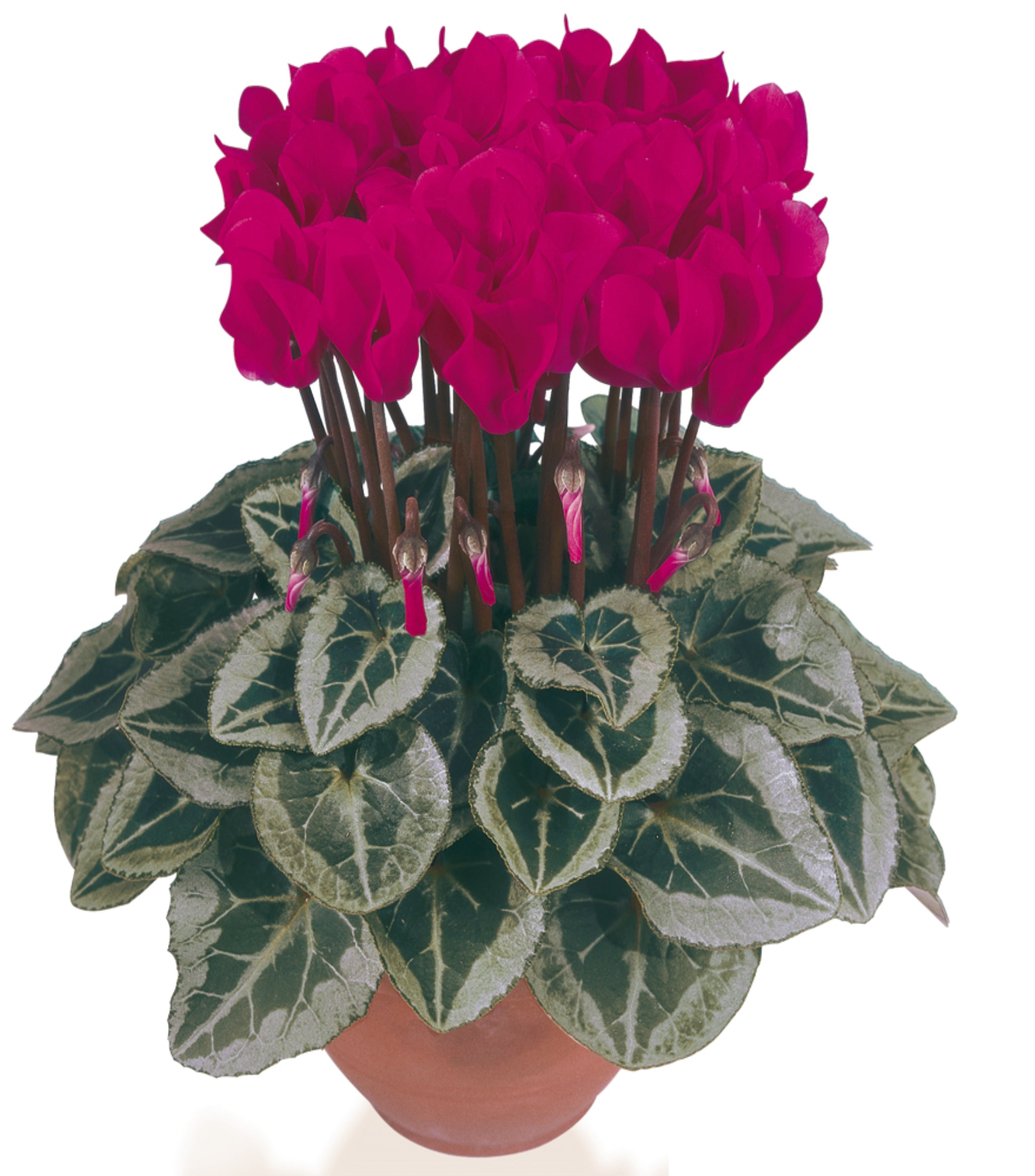 METIS® Magenta silverleaf