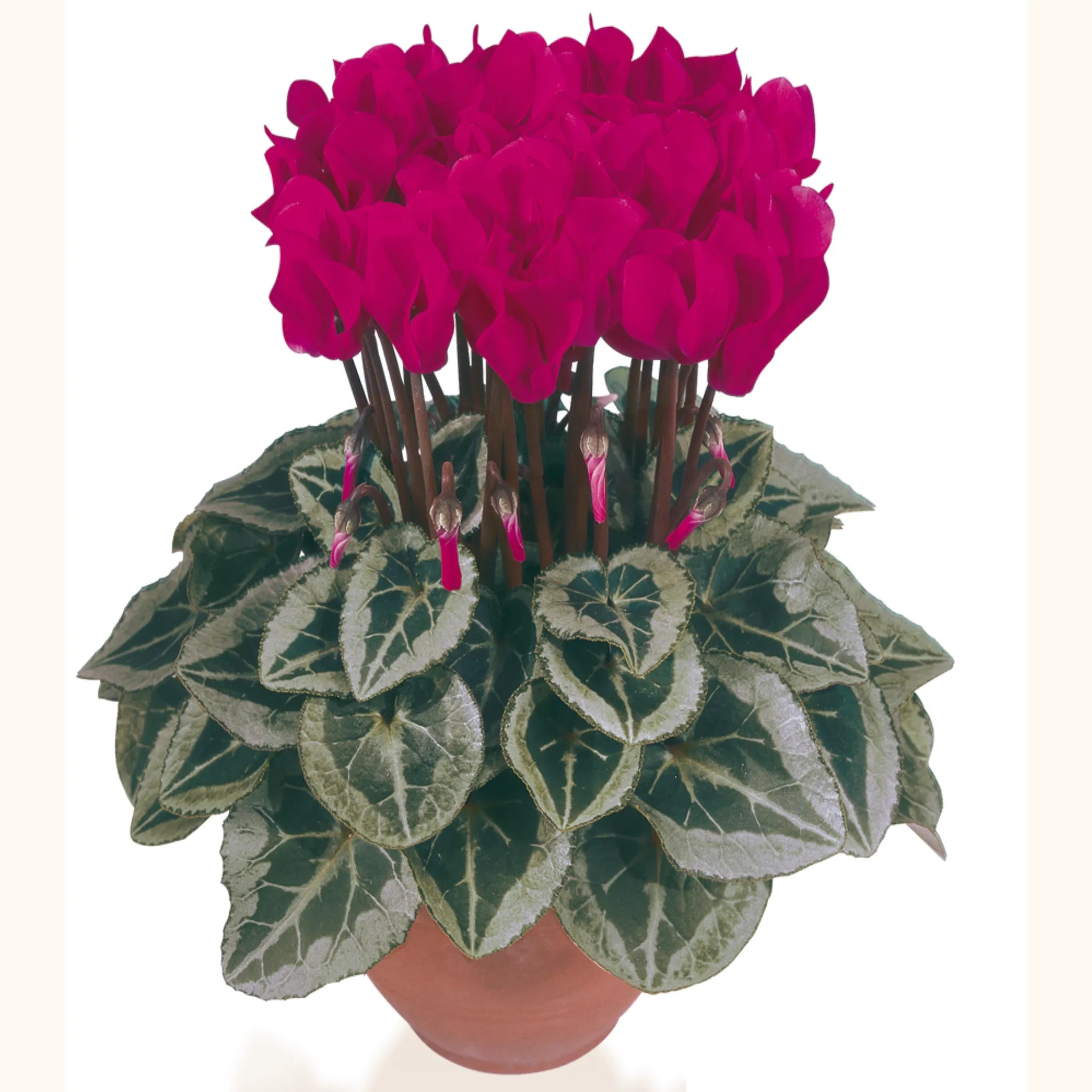 Metis® Magenta silverleaf