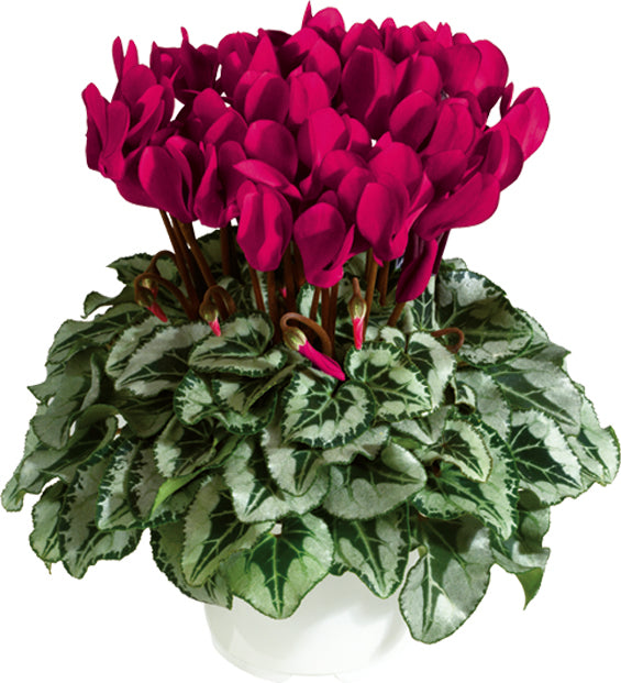 METIS® Deep magenta silverleaf