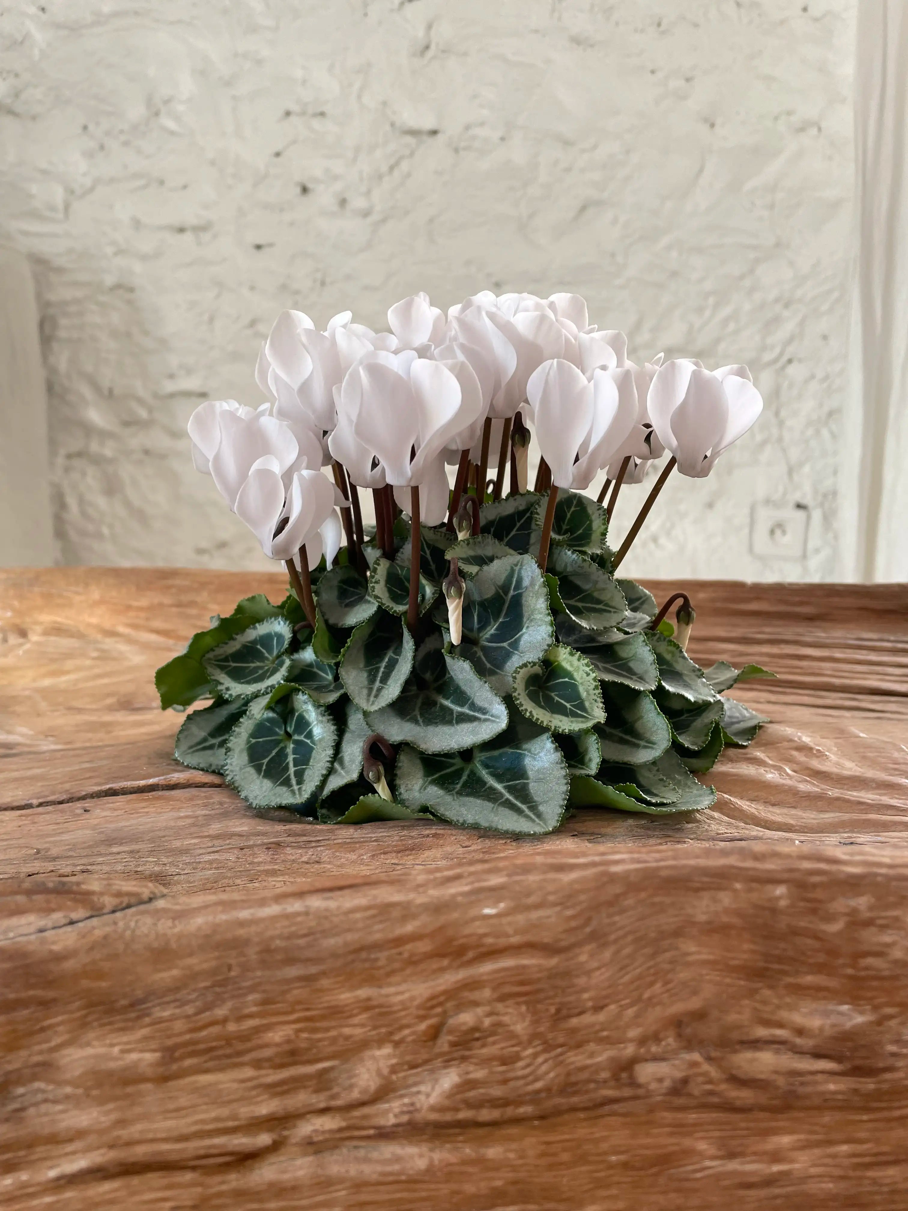 METIS® Pure white silverleaf