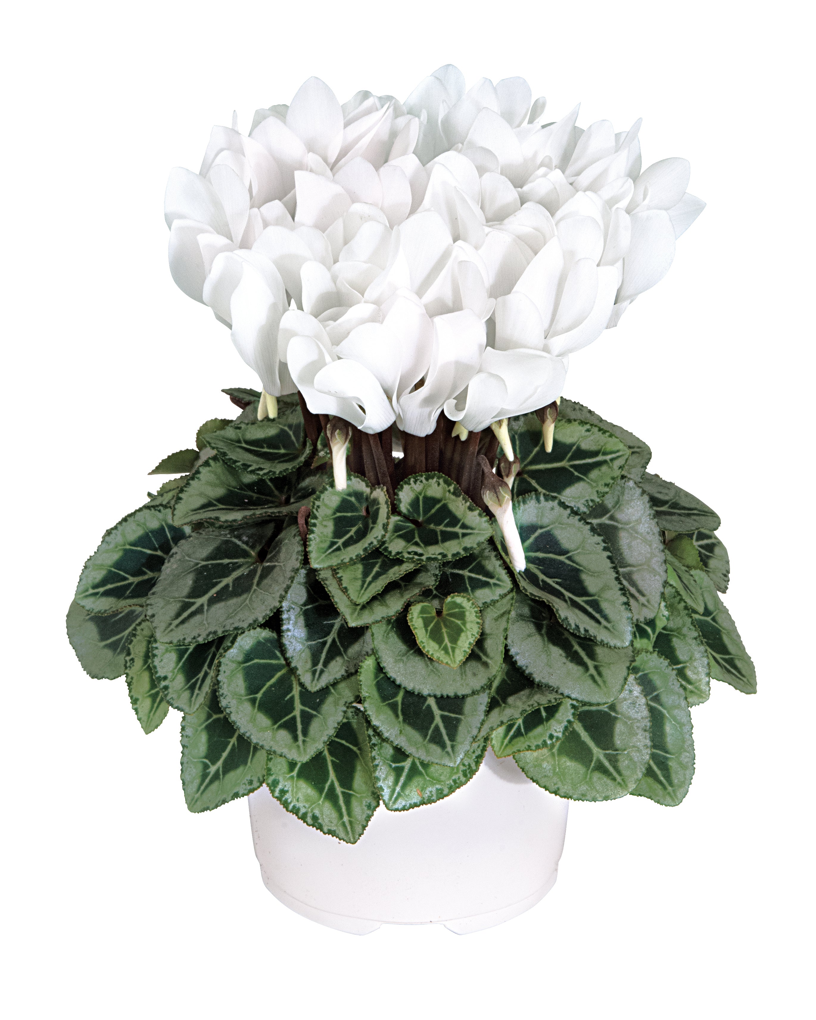 METIS® Pure white silverleaf