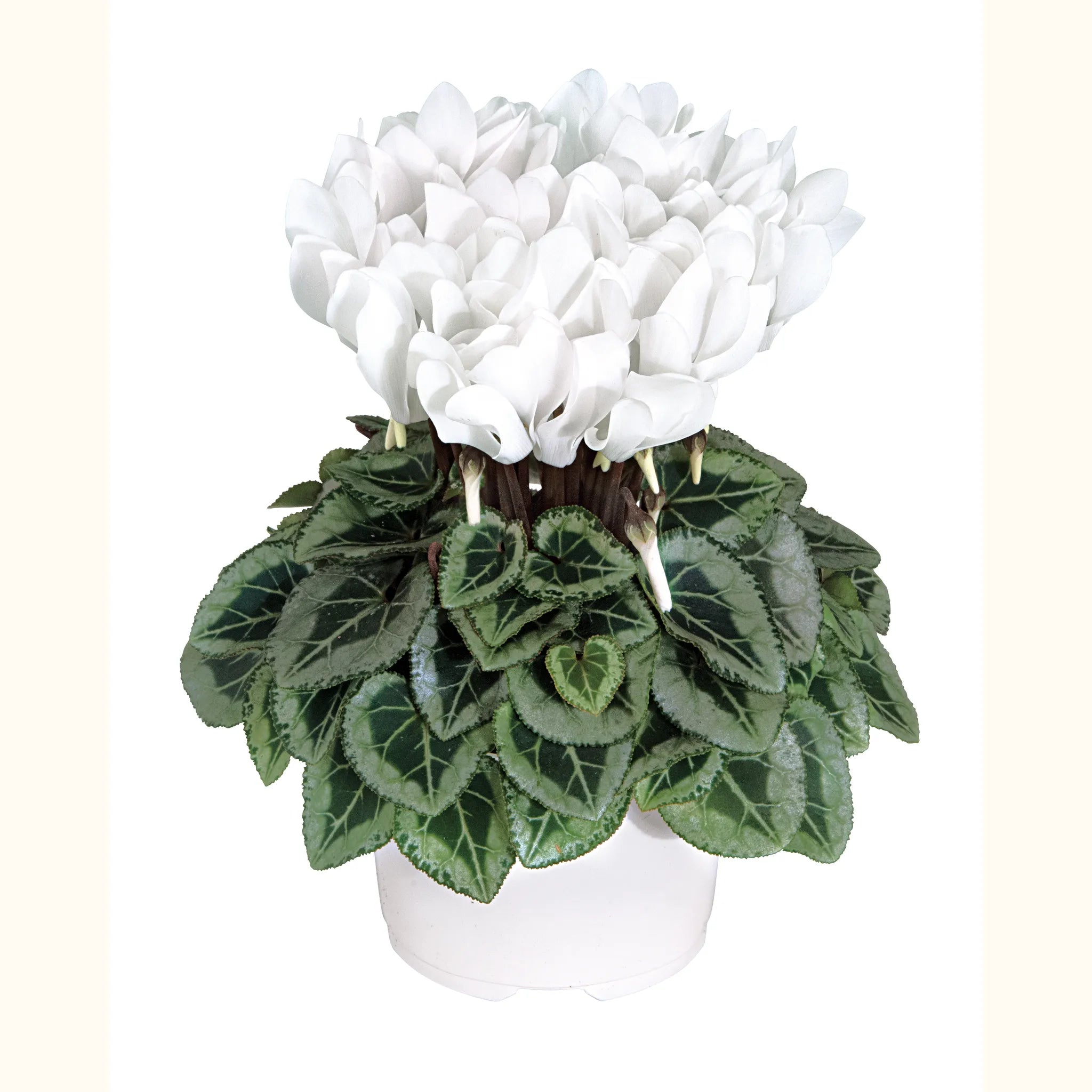 Metis® Pure white silverleaf