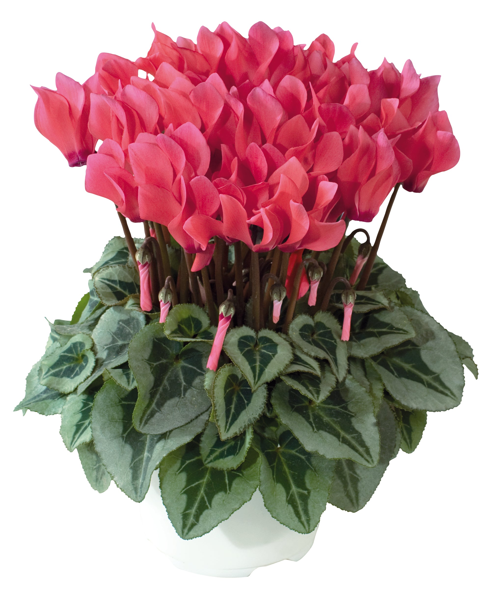 Metis® Salmon shades silverleaf