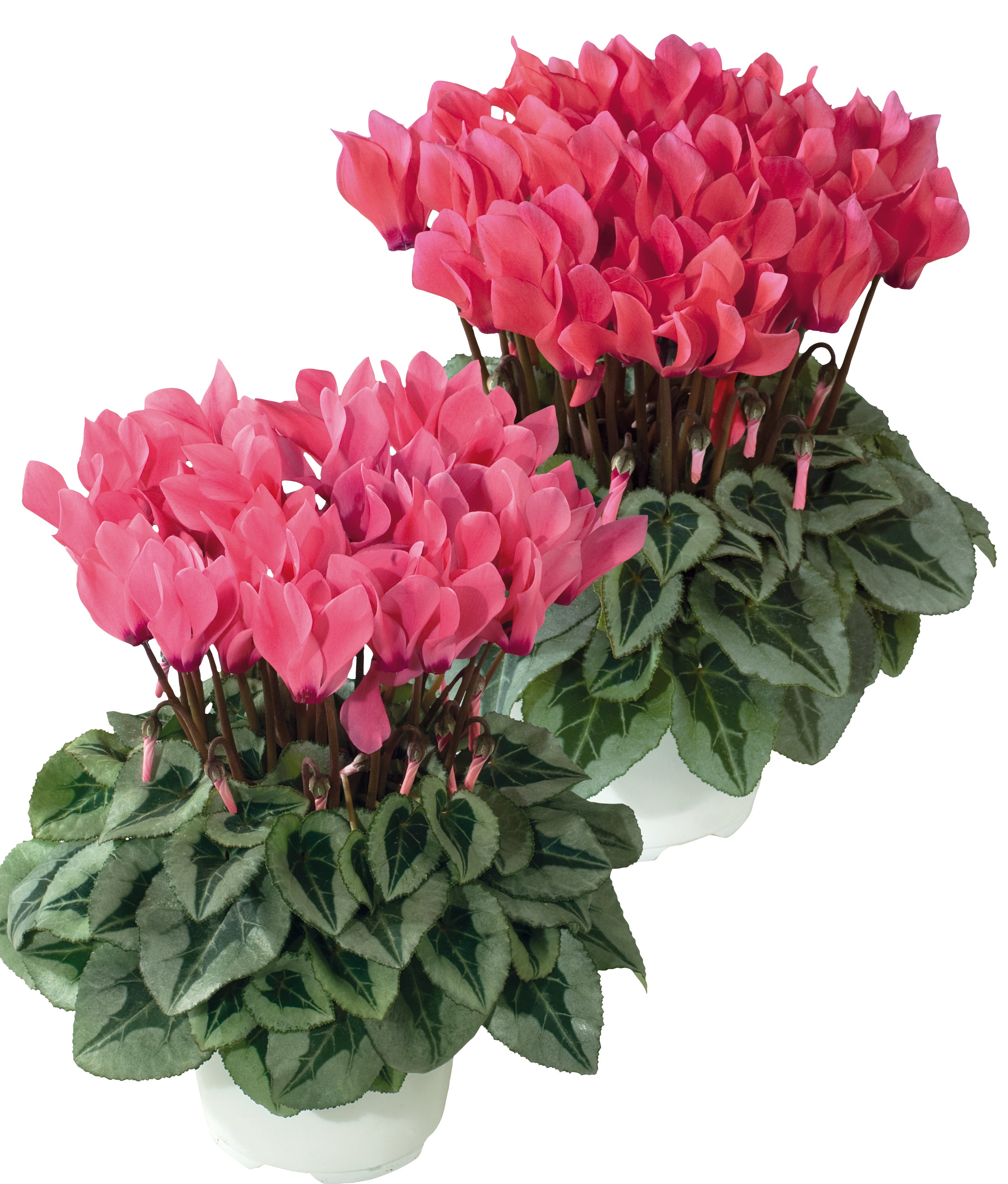 METIS® Salmon shades silverleaf