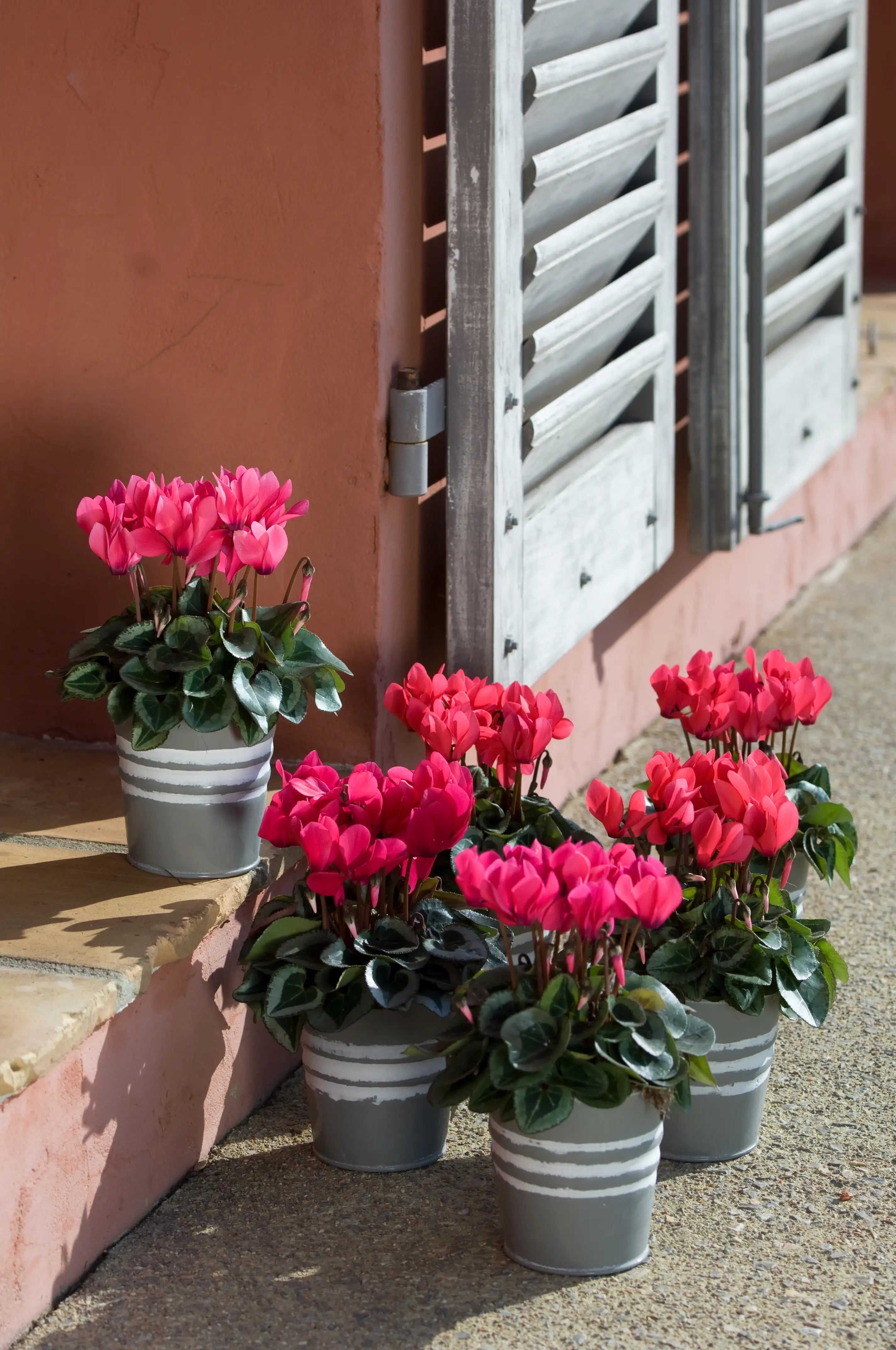 METIS® Deep rose silverleaf