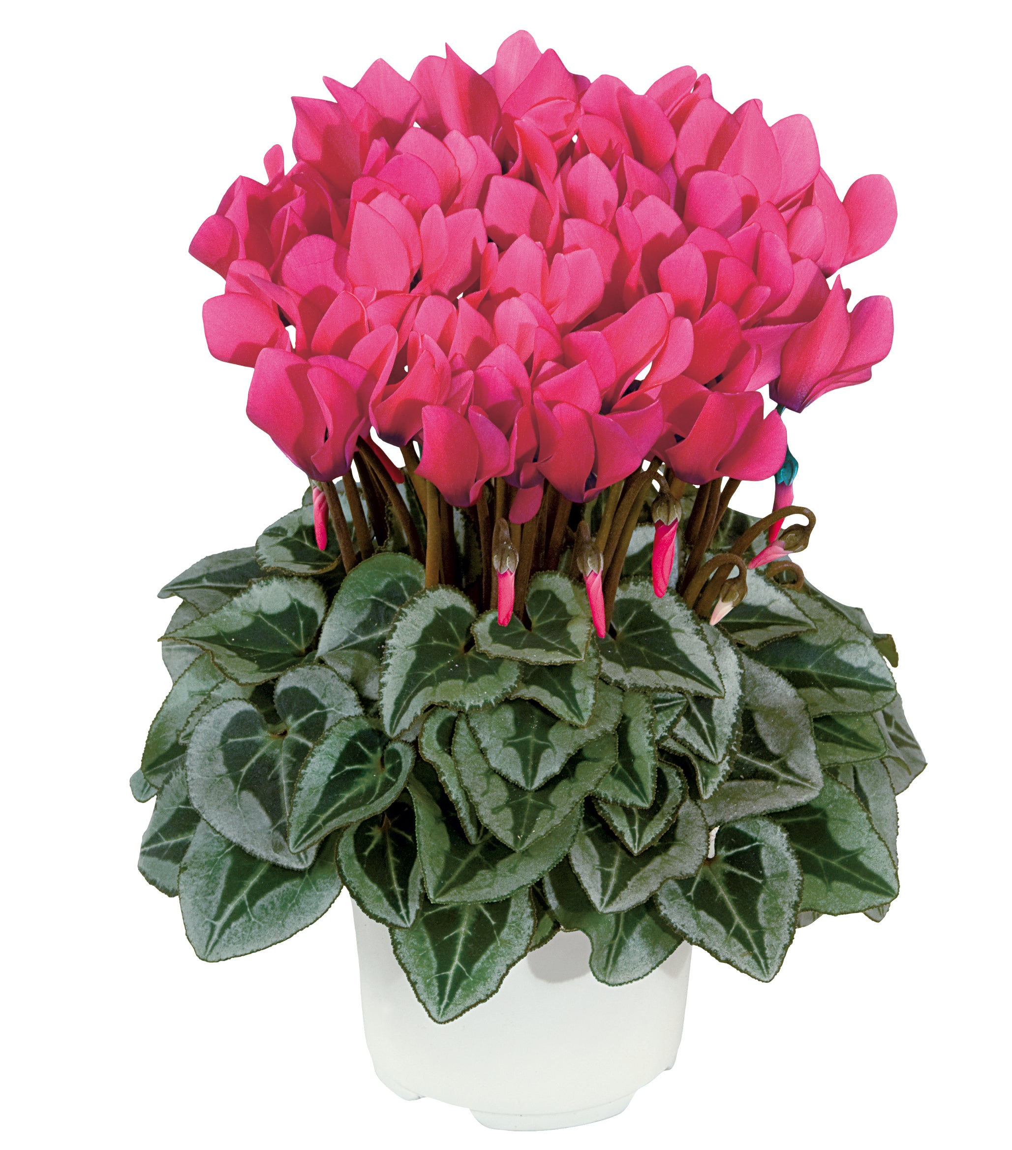 METIS® Deep rose silverleaf