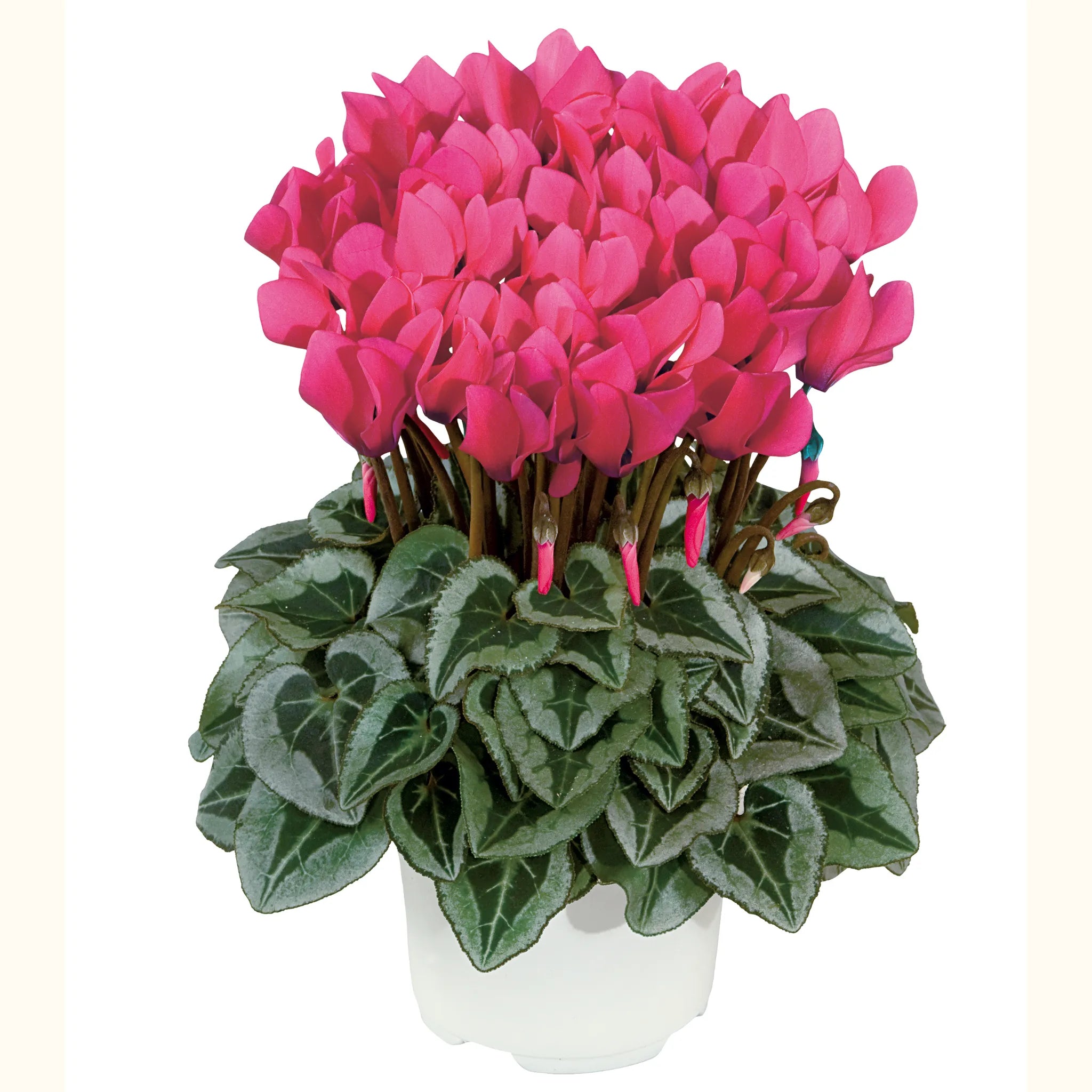 Metis® Deep rose silverleaf