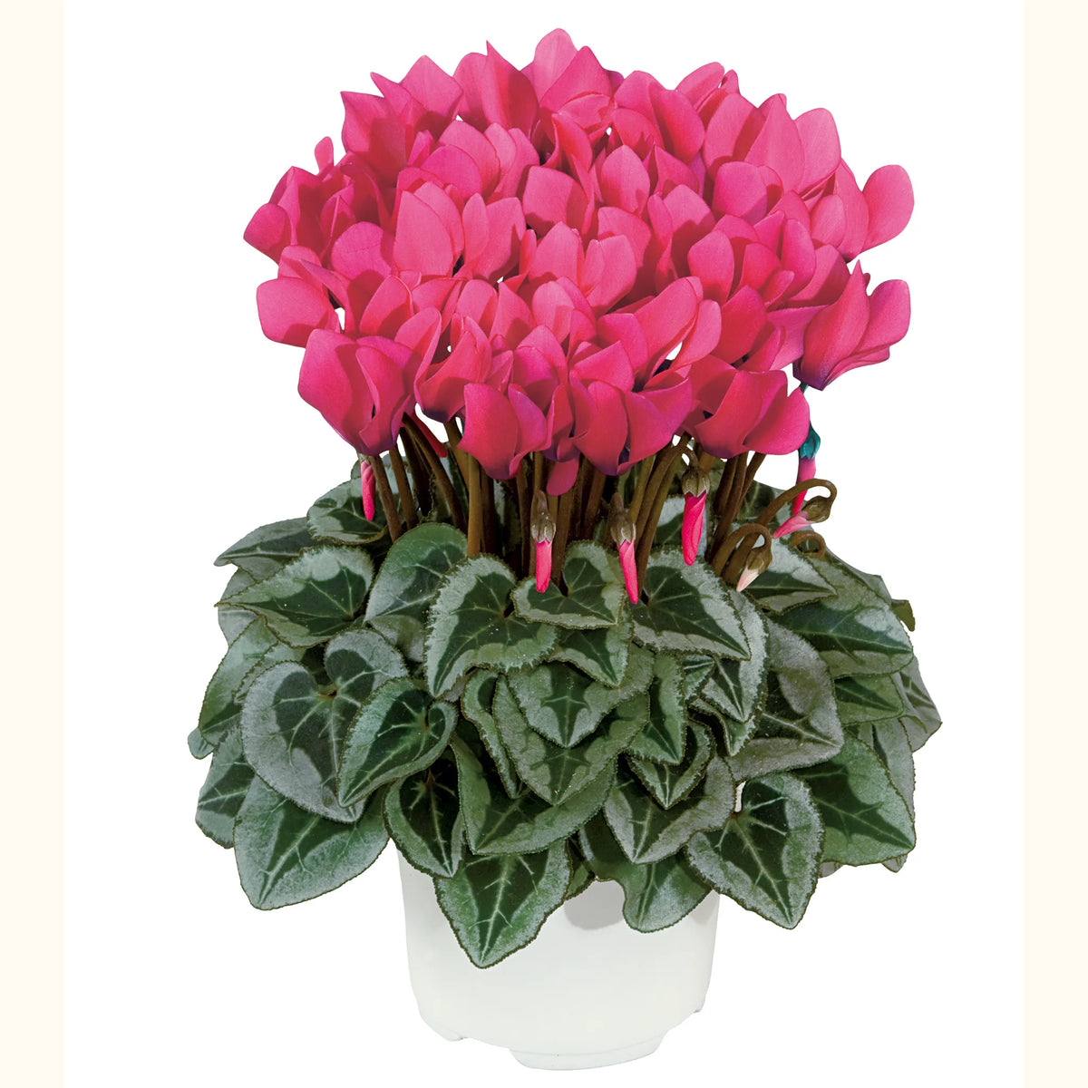 Metis® Deep rose silverleaf