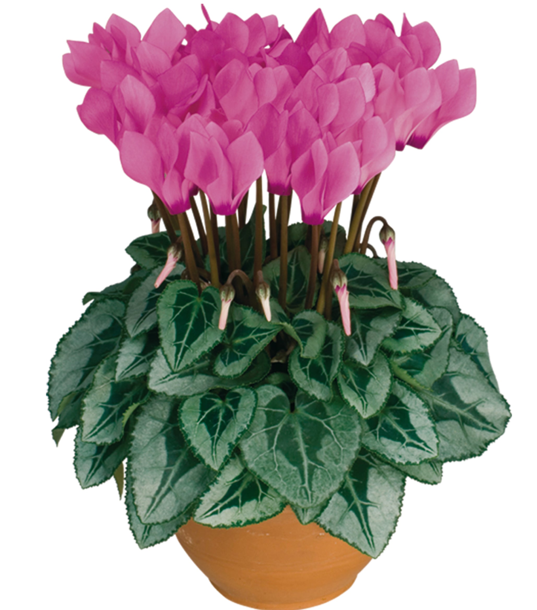 METIS® Persian rose silverleaf