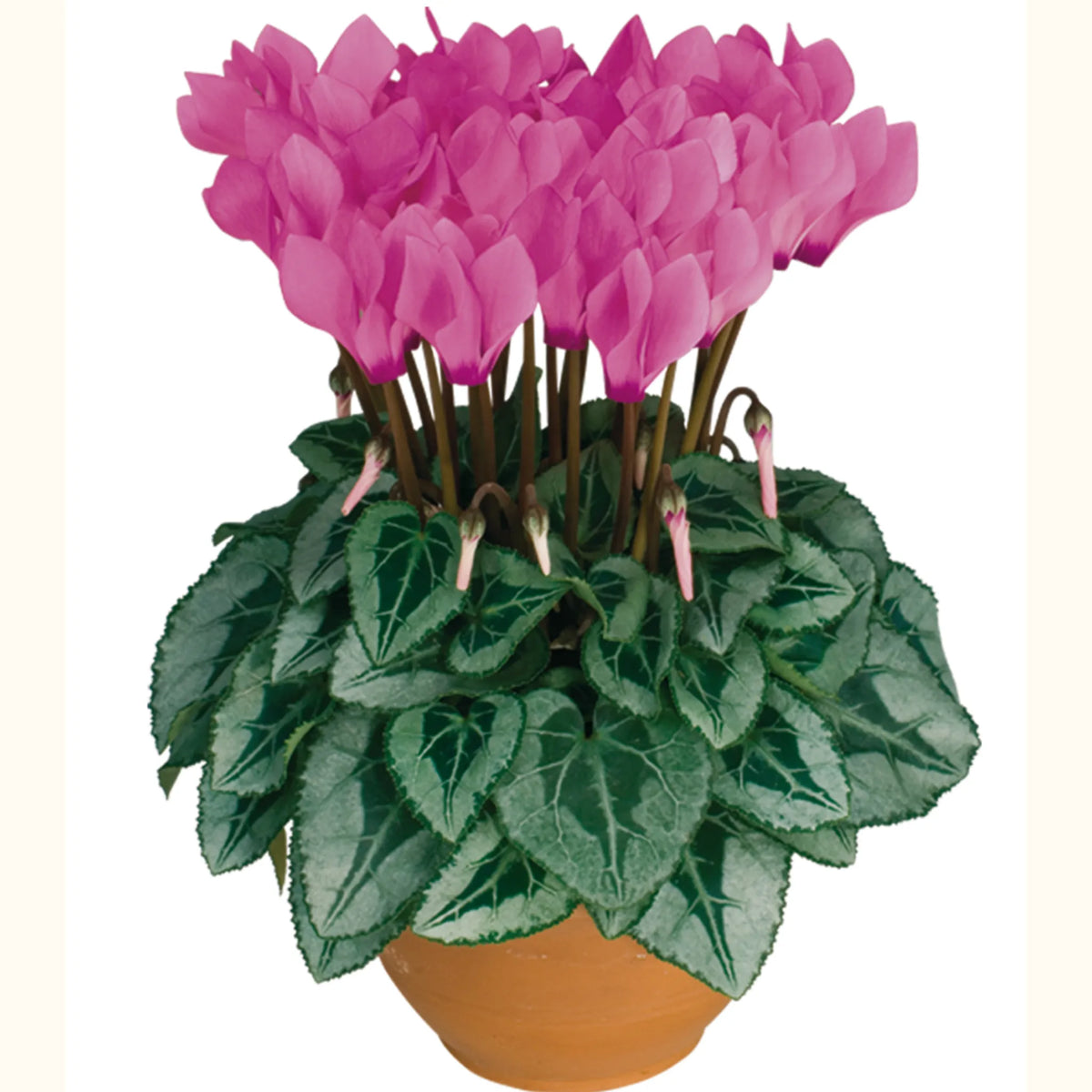 Metis® Persian rose silverleaf