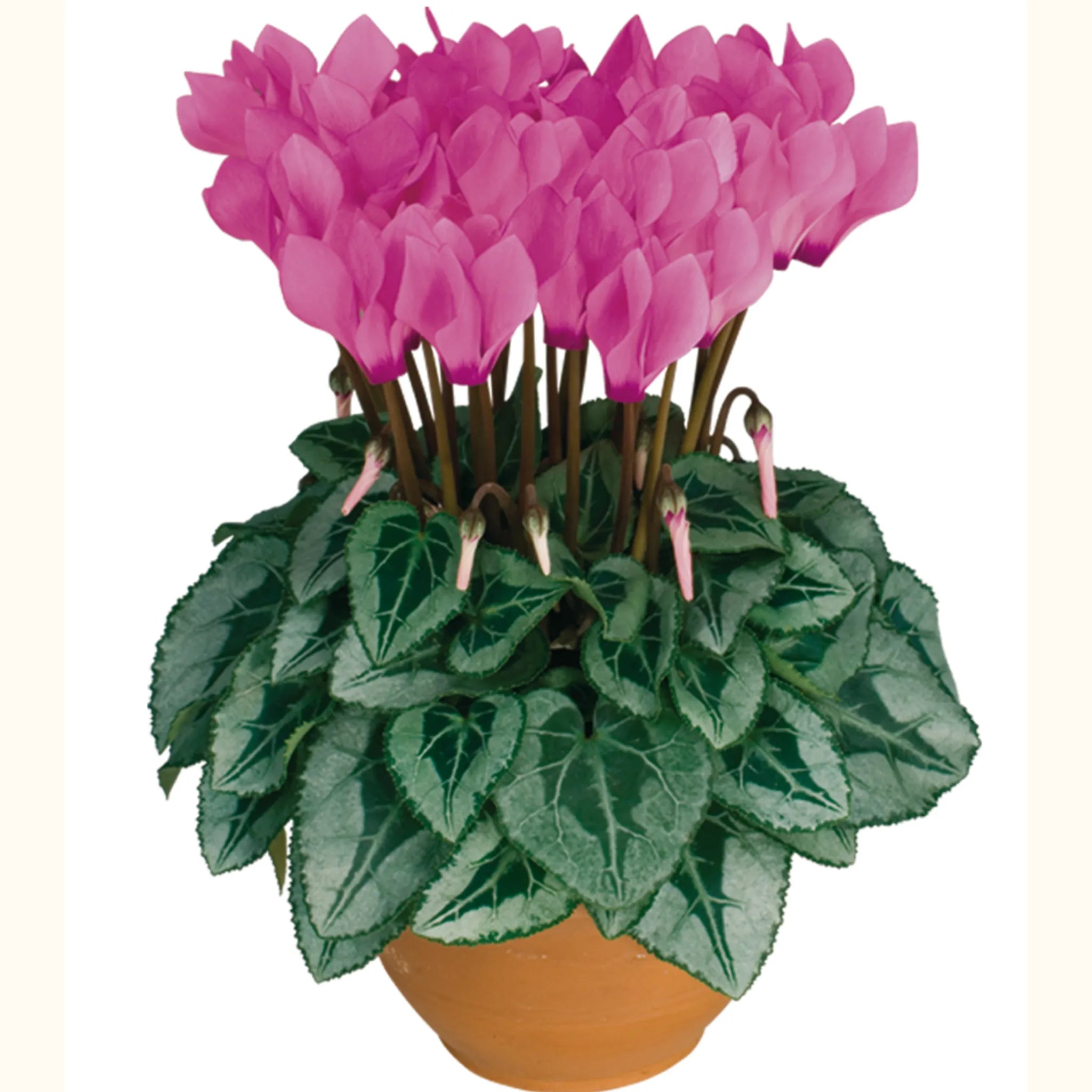 Metis® Persian rose silverleaf