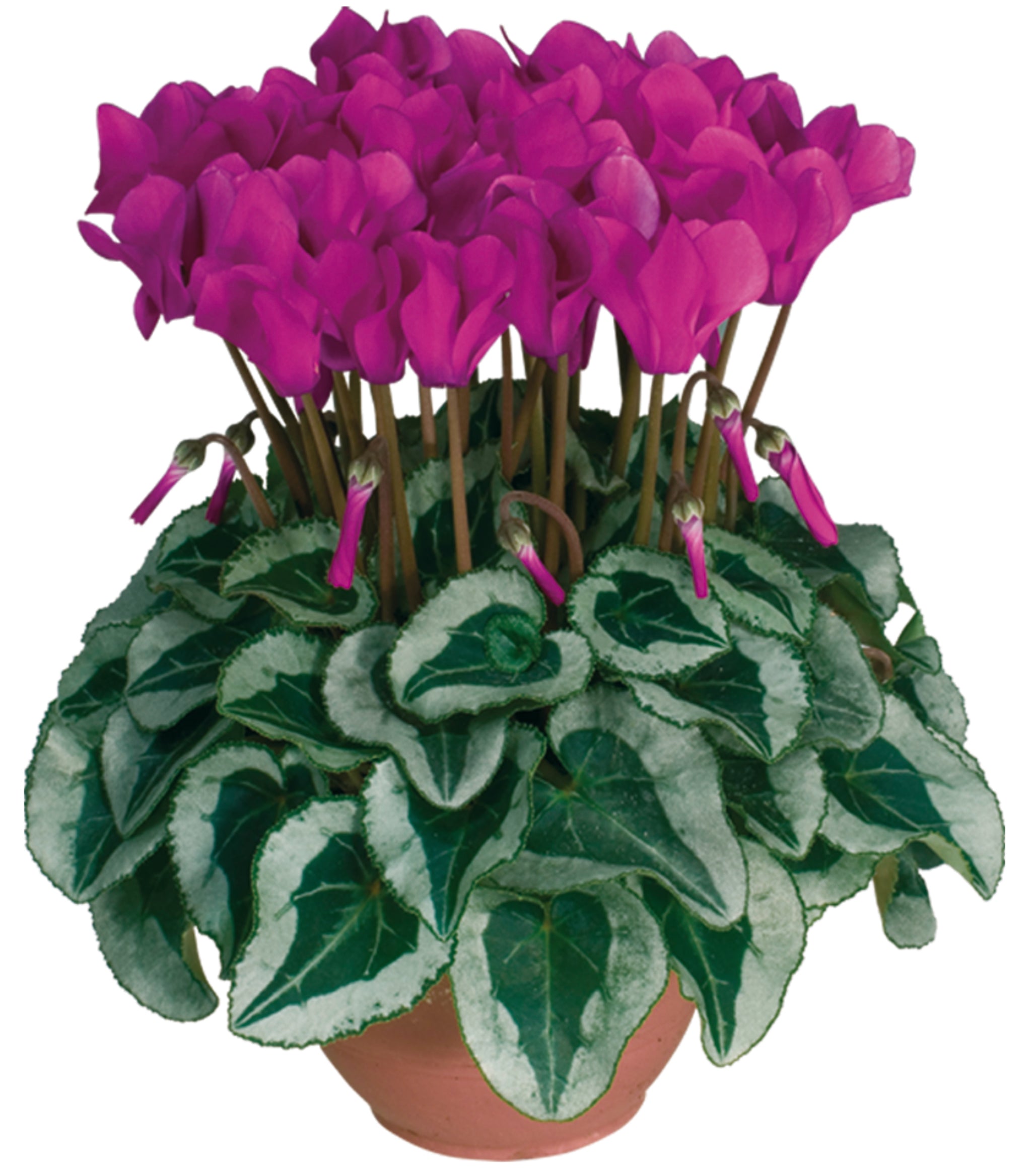 METIS® Light purple silverleaf
