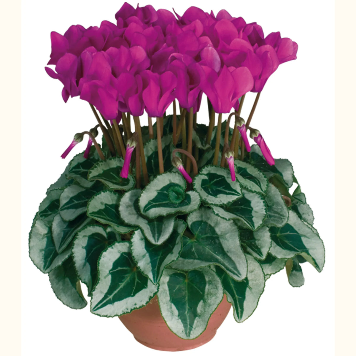 Metis® Light purple silverleaf
