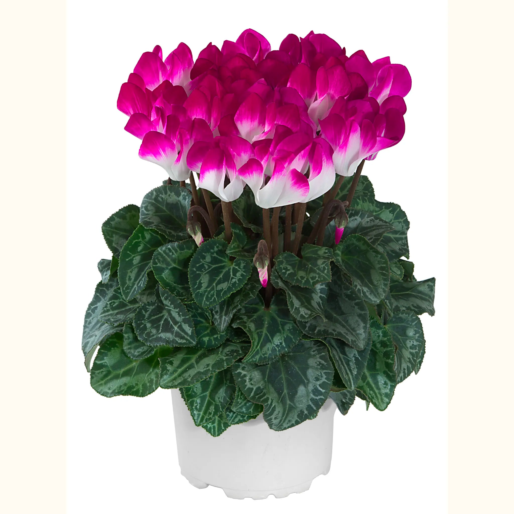 METIS® INDIAKA® Violet exp.